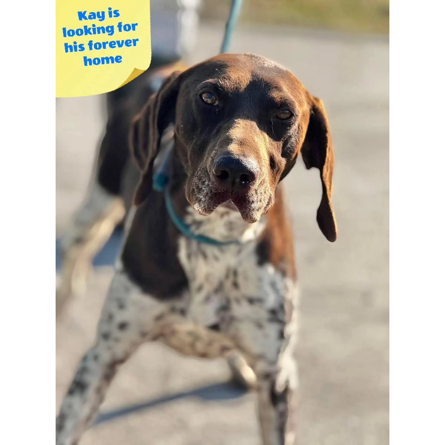 Thank you very much for your contribution
❤️🐾Patty Lippits - Chartiy auction February
€400,00
❤️🐾 G.J.P.M. Weiggers
€25,00
❤️🐾Debby Leeves
€88,80
❤️🐾John and Magdalena Zonneveld
€50,00
❤️🐾H.J. Stryk
€10,00
❤️🐾Y. Oude Luttikhuis
€7,50
❤️🐾M.A.H de Louwere
€12,50
❤️🐾B. Duyverman
€25,00
❤️🐾Astrid Koopman-Blom
€25,59
❤️🐾Laura Wijts hondenuitlaatservice de Bollenstreek
€10,24
❤️🐾Karin Heymen
€15,35
❤️🐾Kees Visser
€10,24
❤️🐾Debbie Jonkhart
€7,68
❤️🐾Saskia Kroep
€10,24
❤️🐾 Janka Noordzij
€5,12
We appreciate your support💝
Contact via email: gsprescuehr@gmail.com
Website: https://www.gsprescuehr.com/nl/contact.
#dontshopadopt#gspoftheday #gspcommunity#germanshorthairedpointerlovers #germanshorthairedpointerlovers #pointerlovers #gspcommunity #pointerlove #germanshorthairedpointer #birddog #pointersofinstagram #gsprescue #gspworld #gsp #gsplife #gsploverig #gsplovers #gspsofinstagram #gspuniverse @lydia_lidach #rescuedog #rescuedogsofinstagram #rescuedismyfavoritebreed#deutschkurzhaar