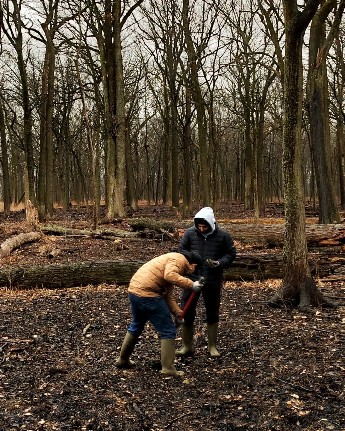 Wednesday Moment of Zen. Environmental science students plant over a thousand germinating acorns and hickory nuts in the recently burned woodlands to help along the next generation of trees. We're playing the long game over here. Reciprocity in action. Peace y'all.