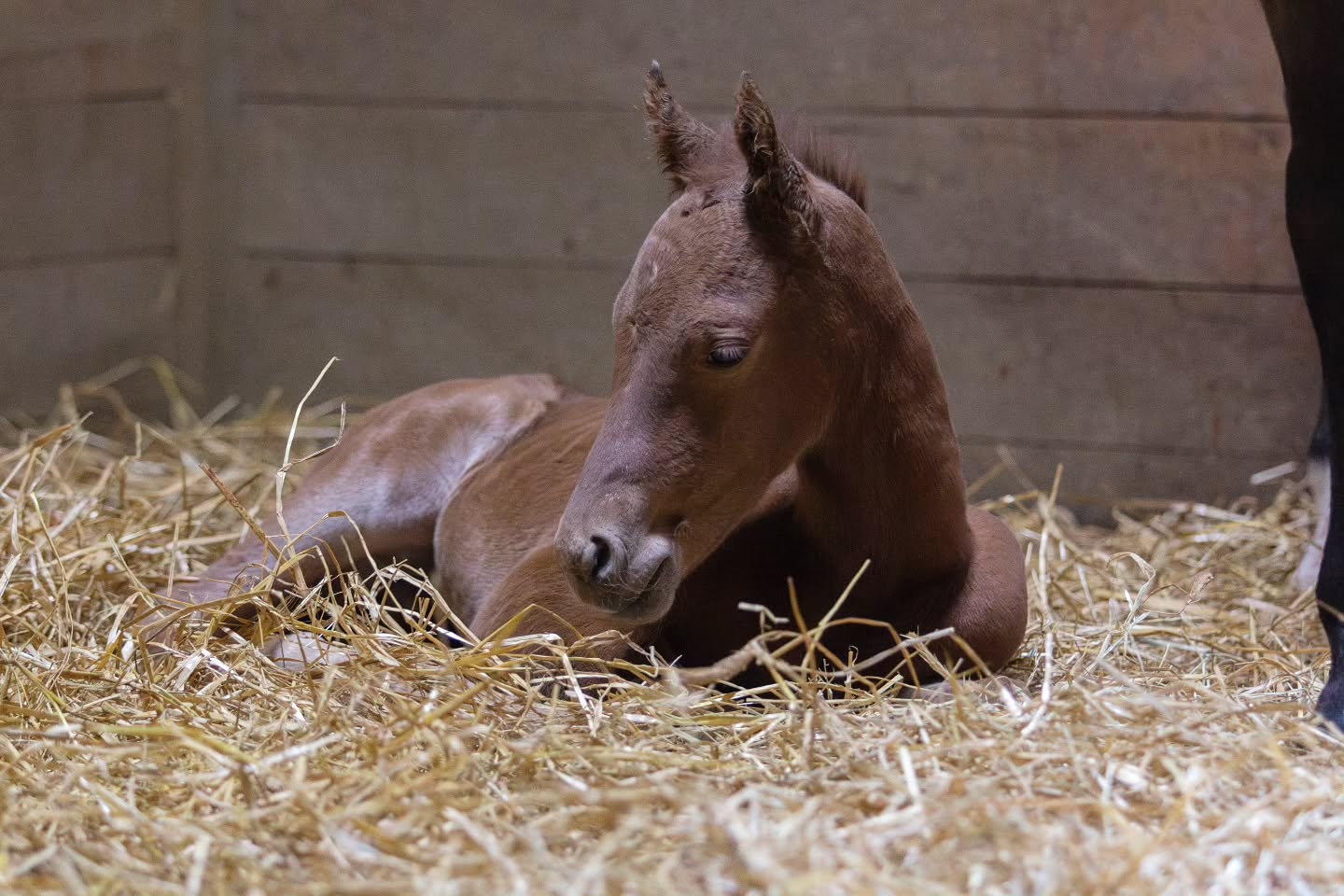 Sunday nap time for this little guy!
Sparks Gotta Whiz x @thekidsgottagun
Photo: @l2hphotography
@santahillranchbreedingbarn
#nrha #NRHAReining #reining #reininglife #foal #foals #foalsof2025 #foalwatch #horselovers #horsebreeding #aqha #stallion #foalsofinstagram