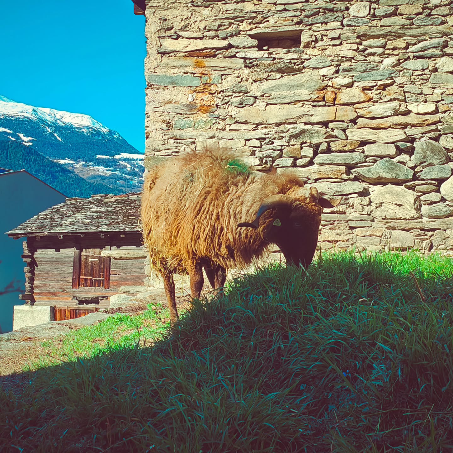 Das ist Megan - aktuell das älteste Schaf bei uns im Stall
#brandeija #walliserlandschaf #schf #sheep