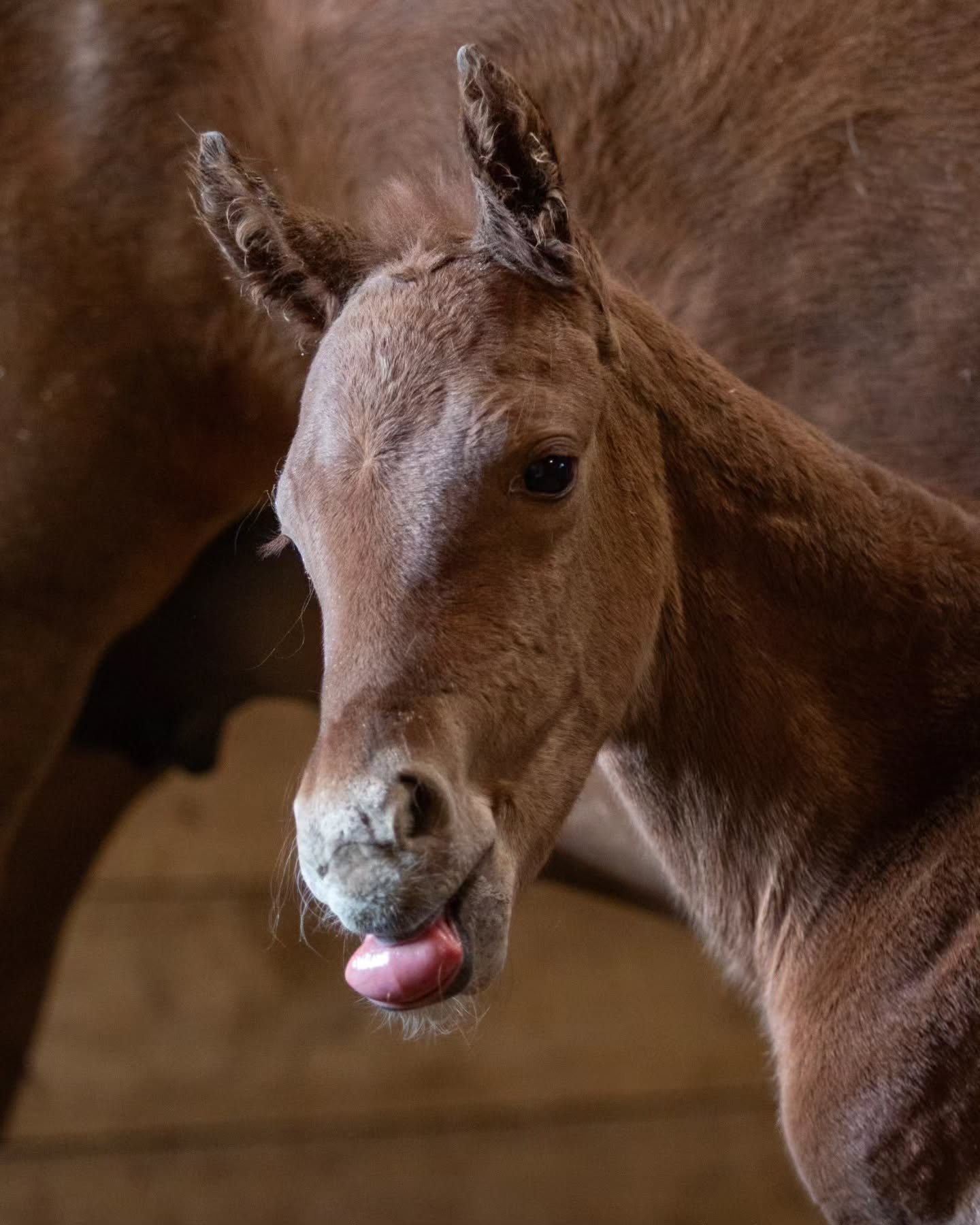 Little guy isn't excited for a rainy Monday either!!
Sparks Gotta Whiz x @thekidsgottagun
Photo: @l2hphotography
@santahillranchbreedingbarn
#nrha #NRHAReining #reining #reininglife #foal #foals #foalsof2025 #foalwatch #horselovers #horsebreeding #aqha #stallion #foalsofinstagram