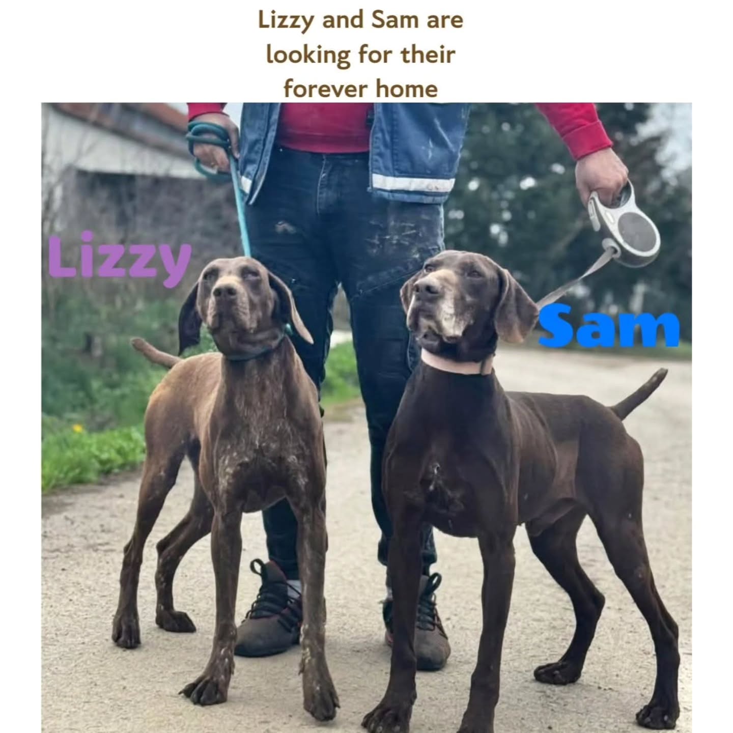 We want to thank you for your support
❤️🐾Steffi Albruschat
€25,59
❤️🐾Linda Lispet
€10,24
❤️🐾 Leona and Patrick Jung
€51,31
❤️🐾Bert Cryns
€20,00
❤️🐾 Monique Voeten
€51,18
❤️🐾Rene Neuburger
€5,12
❤️🐾Jeanette Becker
€25,59
❤️🐾Ans Flier
€15,39
❤️🐾 Tanja Enneking
€25,59
❤️🐾Caroline Roels
€10,26
❤️🐾Amanda Ostman
€5,50
❤️🐾Patty Lippits
€25,00
❤️🐾Marian Priem
€5,13
❤️🐾Natascha van Dam
€10,00
❤️🐾Mariah Connerley
€10,70
Thank you very much for your contribution💝
Contact via email: gsprescuehr@gmail.com
Website: https://www.gsprescuehr.com/nl/contact.
#dontshopadopt#gspoftheday #gspcommunity#germanshorthairedpointerlovers #germanshorthairedpointerlovers #pointerlovers #gspcommunity #pointerlove #germanshorthairedpointer #birddog #pointersofinstagram #gsprescue #gspworld #gsp #gsplife #gsploverig #gsplovers #gspsofinstagram #gspuniverse @lydia_lidach #rescuedog #rescuedogsofinstagram #rescuedismyfavoritebreed#deutschkurzhaar
