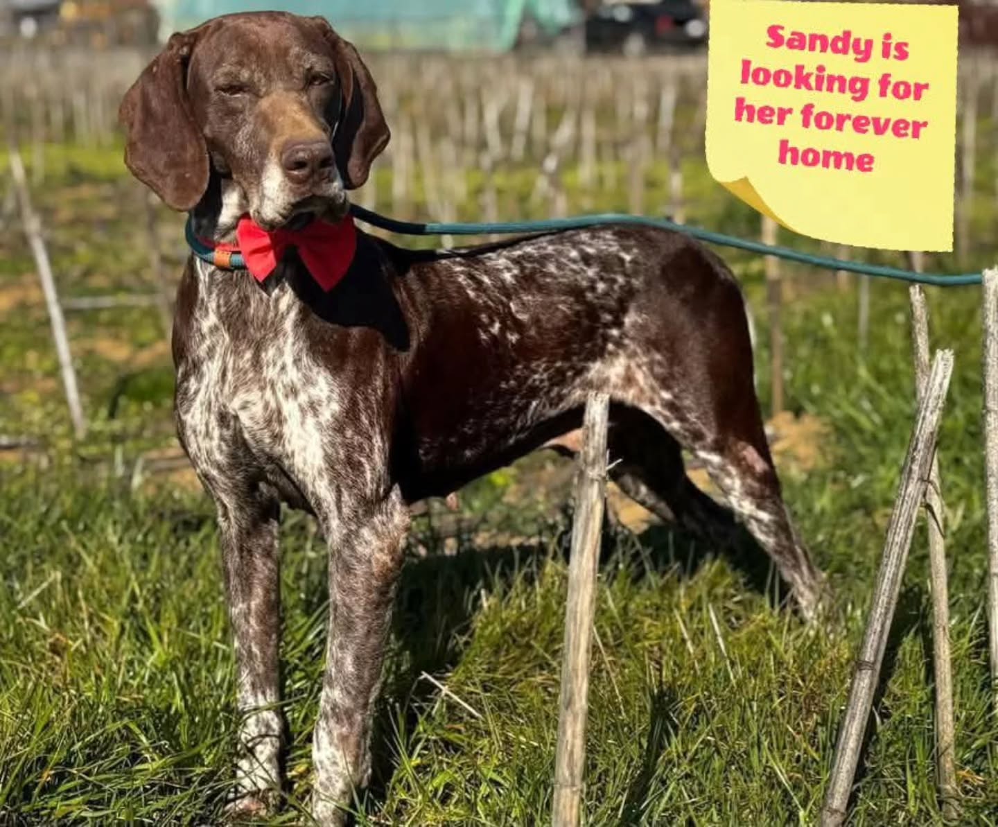 We want to thank you for your contribution
❤️🐾Marinda Van Den Heever
€26,48
❤️🐾Martine Pollefliet
€50,00
,
❤️🐾R.S.Oldenburg
€30,00
❤️🐾Anonymous donor
€51,31
❤️🐾Carlijn & Bliss Van Cronenberg
€10,24
❤️🐾Freya Ruiter
€7,68
❤️🐾Bamberg Cohen
€10,00
❤️🐾B.E.deJong
€75,00
❤️🐾J. Muller
€20,00
❤️🐾Danielle Mertens
€10,00
❤️🐾Fenja Bosman
€5,00
❤️🐾Conny Neuburger
€5,13
❤️🐾NP deZwart
€50,00
❤️🐾Anonymous donor
€10,00
❤️🐾 Anita Post
€10,24
Thank you very much for your support💝
Contact via email: gsprescuehr@gmail.com
Website: https://www.gsprescuehr.com/nl/contact.
#dontshopadopt#gspoftheday #gspcommunity#germanshorthairedpointerlovers #germanshorthairedpointerlovers #pointerlovers #gspcommunity #pointerlove #germanshorthairedpointer #birddog #pointersofinstagram #gsprescue #gspworld #gsp #gsplife #gsploverig #gsplovers #gspsofinstagram #gspuniverse @lydia_lidach #rescuedog #rescuedogsofinstagram #rescuedismyfavoritebreed#deutschkurzhaar