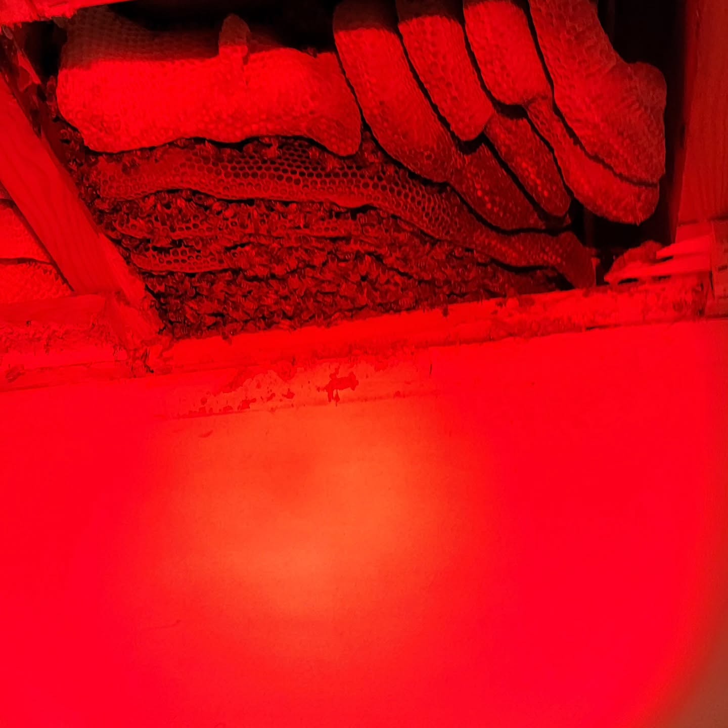 First cutout of the year! Very gentle bees and bow they have a new home!!!
#beekeeping #honeybees #cutout