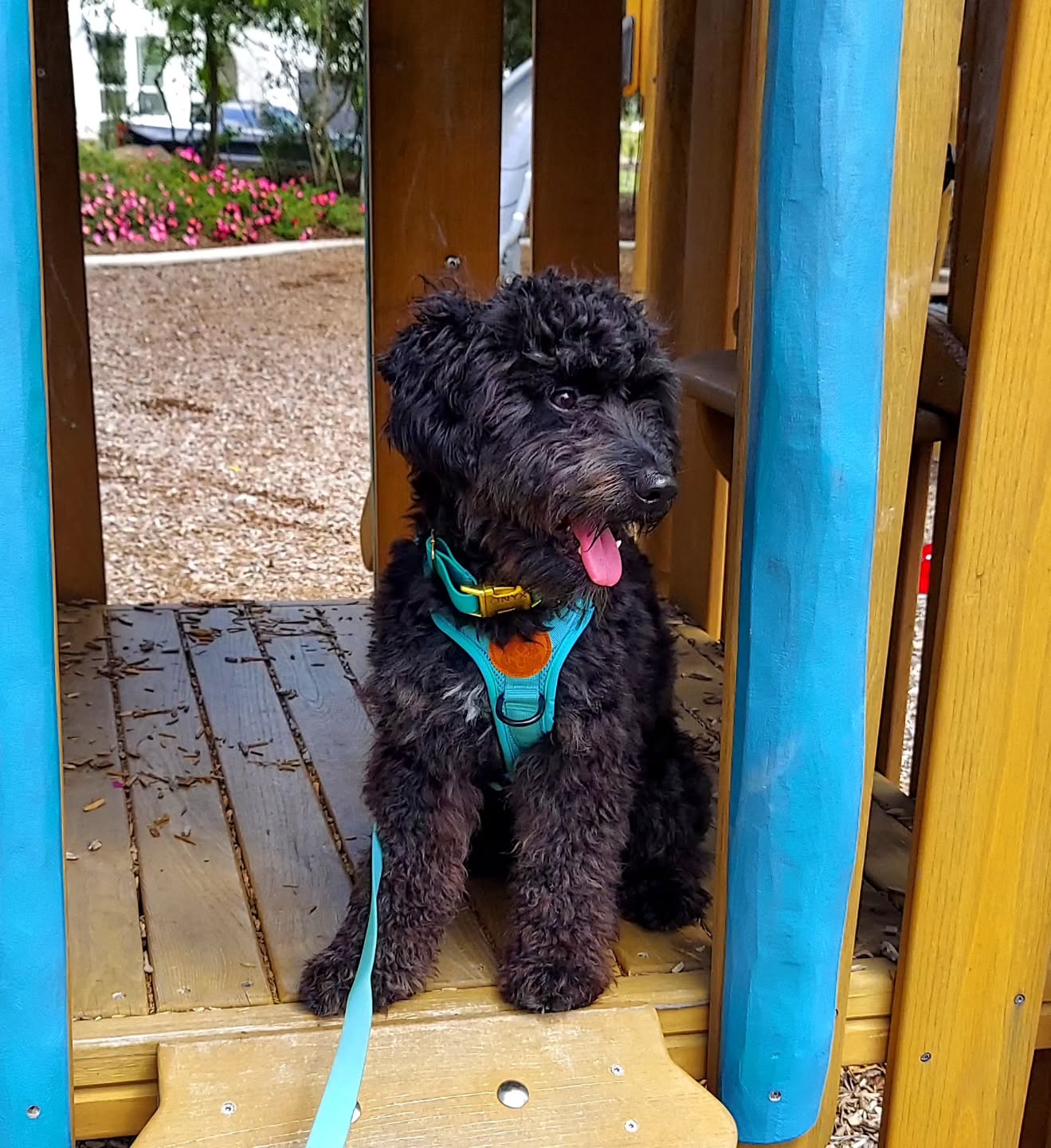 Saturday. In the park. 🩵🐾#timetopet