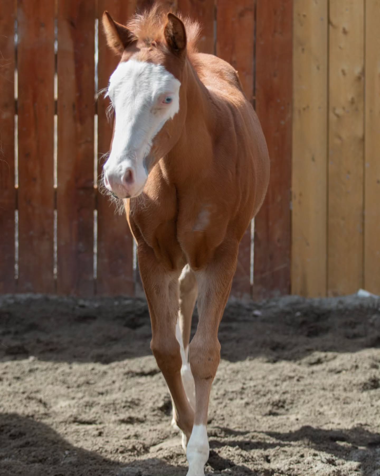Stop growing up so fast
Lil Miss Mambo Cash x @thekidsgottagun
#nrha #horse #reining #reininghorse #farm #barn #horses #nrhareining #ranch #equestrianlife #foal #foalingseason #baby #foalsofinstagram #foalsof2025 #equine