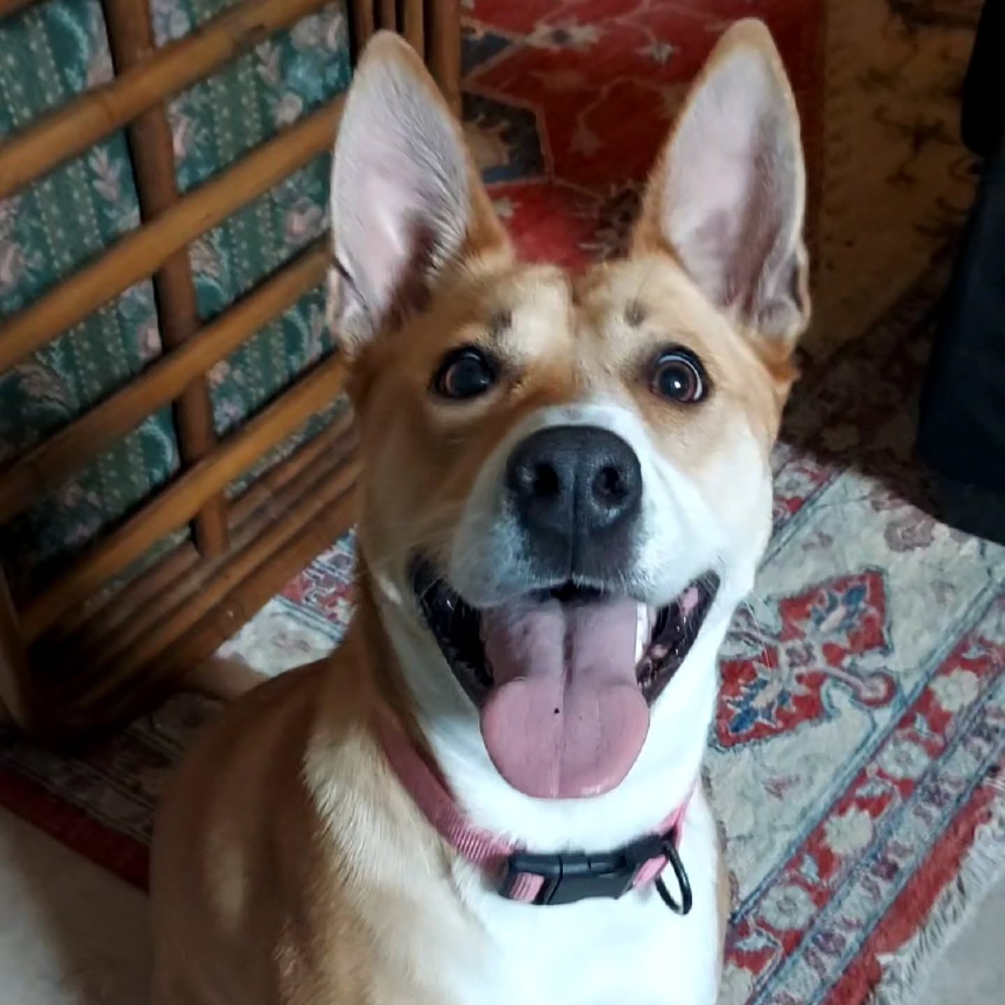 Sweet Peaches! 🥰🩵🐾