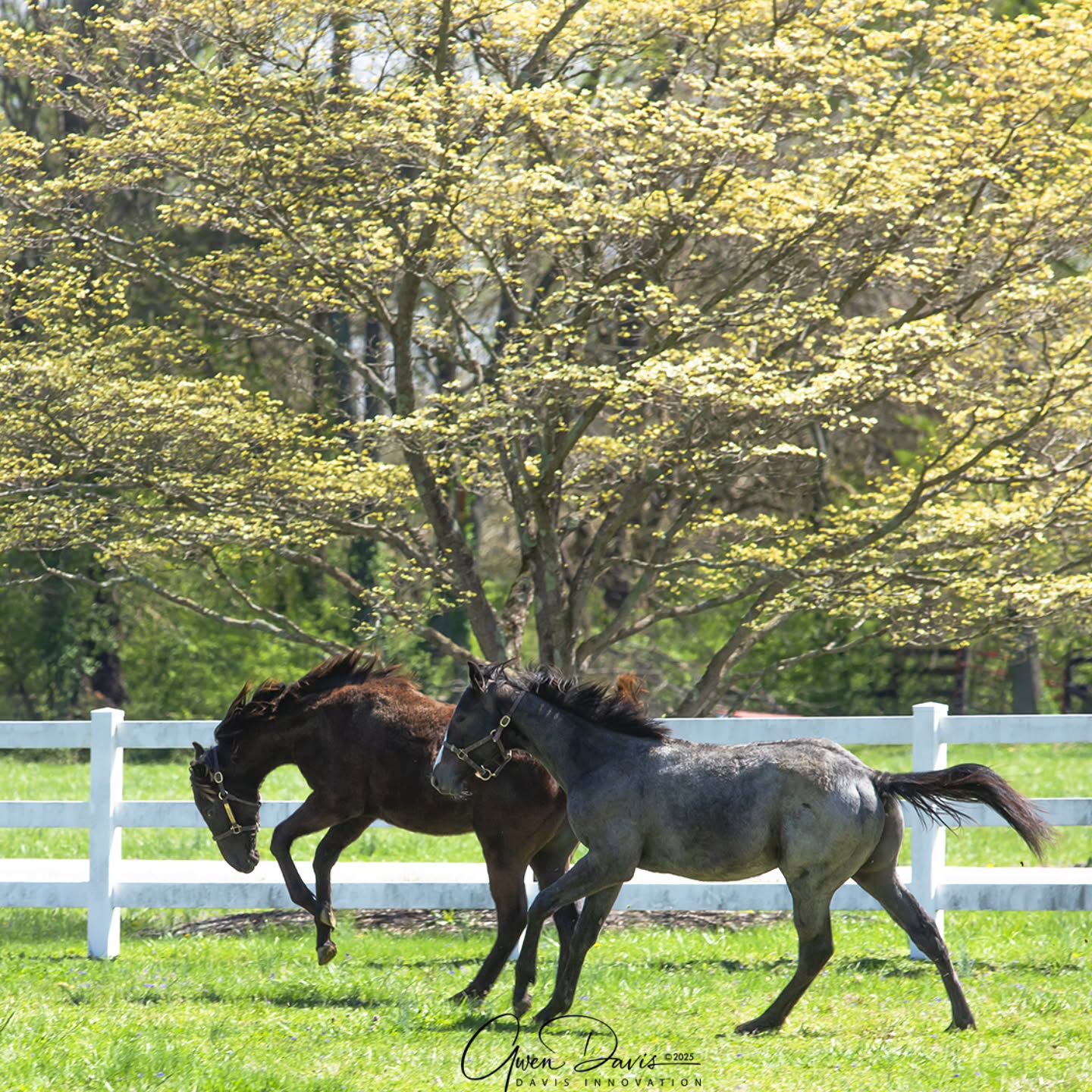 I say we earned this Spring after what we've been through. And the @secondstride yearlings seem to agree.