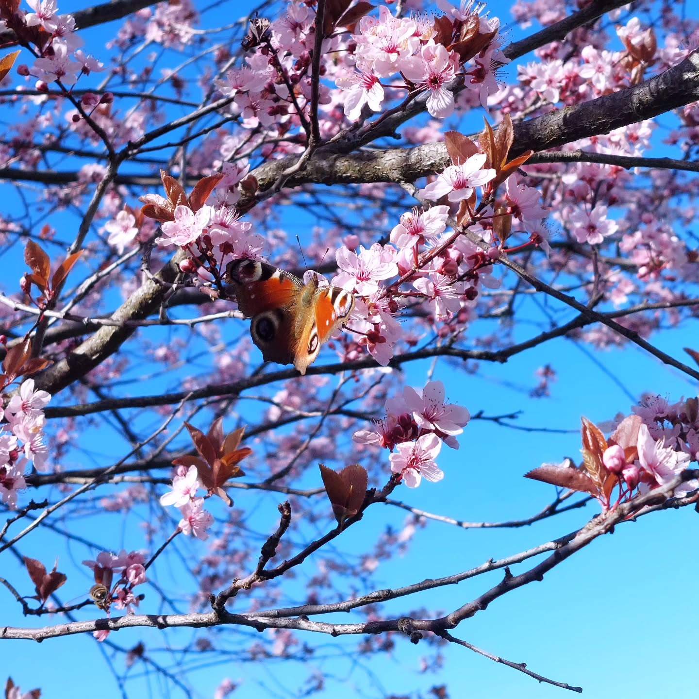 Hallo Frühling... in unserer Zierpflaume herrscht schon reges Bienen- und Schmetterlingstreiben🦋🐝🌸
#frühling #frühlingsboten #fruhlingsgefühle #frühlingsliebe #frühlingserwachen #blütenpracht #blütenzauber #blüte #blütentraum #esblühtsoschön #zierpflaume #ziersträucher #gartenarbeit #gartenliebe #garten #urlaubaufdemsamerberg #urlaubindenbergen #urlaubsregionchiemsee #urlaubaufdembauernhof #urlaub #urlaubindeutschland #ferienwohnungsamerberg #ferienwohnung #ferienwohnungaufdembauernhof #wanderhöfe #wanderhöfesamerberg @jana_wanderhoefe #weissnhof_samerberg #weissnhof #eiding #samerberg