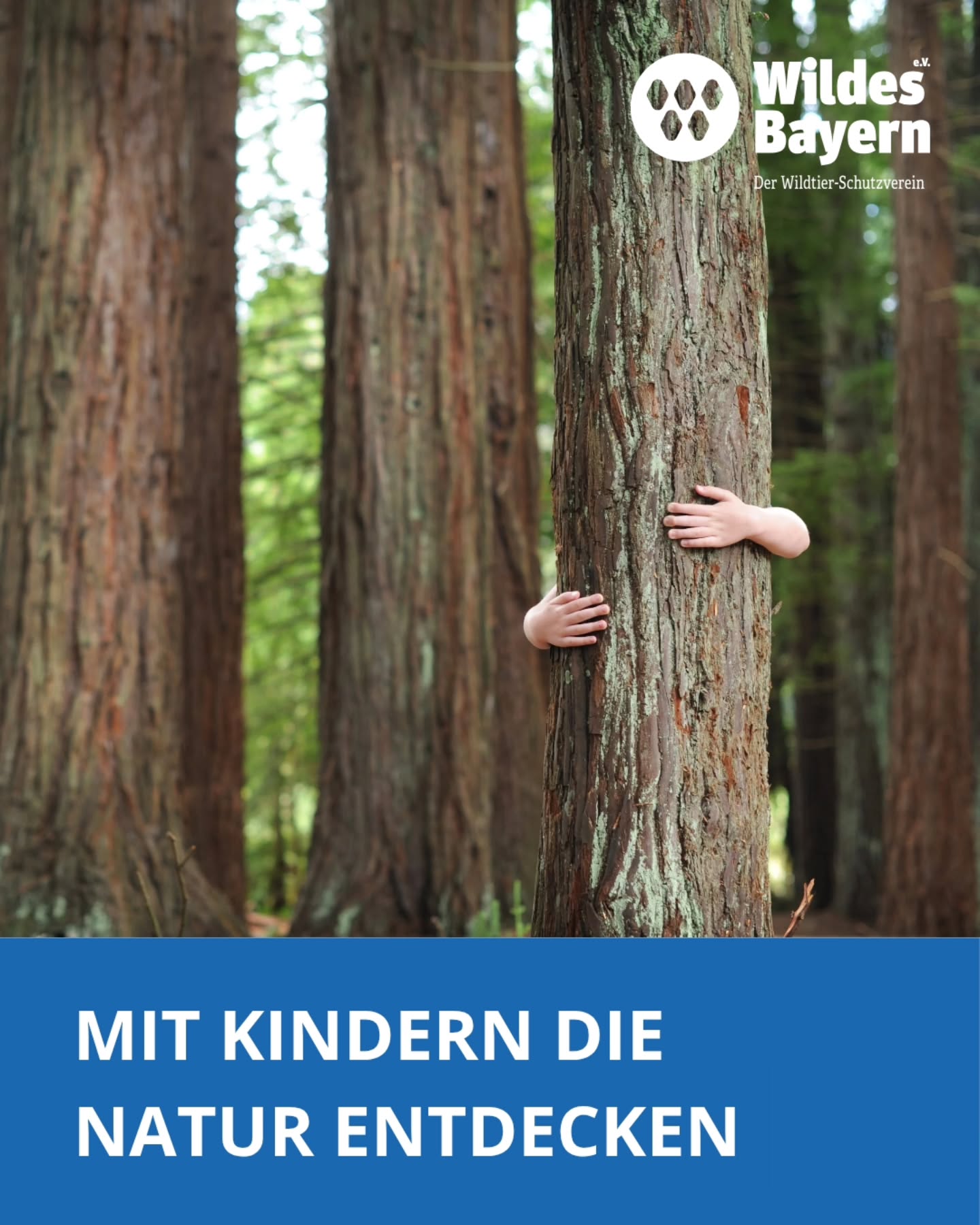 Lust, dich in der Natur mit Kindern zu engagieren?
Die Wuide Woid Kids in Parsberg suchen Verstärkung für ihre wöchentliche Kindergruppe.
Gemeinsam mit Pädagoginnen und Pädagogen geht es mit Grundschulkindern in den Wald, zum Entdecken, Beobachten, Basteln und Staunen.
Du brauchst keine speziellen Vorkenntnisse. Wichtig ist vor allem Freude an der Natur und an der Arbeit mit Kindern.
Ein Nachmittag pro Woche reicht schon aus, um den Kindern eine besondere Zeit zu schenken.
📩 Interesse?
Dann melde dich gerne direkt bei Wildes Bayern e.V.
Ansprechperson: Frau Dr. Christine Miller
✉️ cmiller@wildes-bayern.de
🔗 www.wildes-bayern.de
Du suchst ein anderes Ehrenamt?
Auf www.freilich-bayern.de findest du viele weitere Möglichkeiten, dich mit deinen Interessen und Fähigkeiten einzubringen.
Oder komm zu uns. Eine Übersicht unserer Standorte und Beratungszeiten findest du unter www.nea-mb.de.