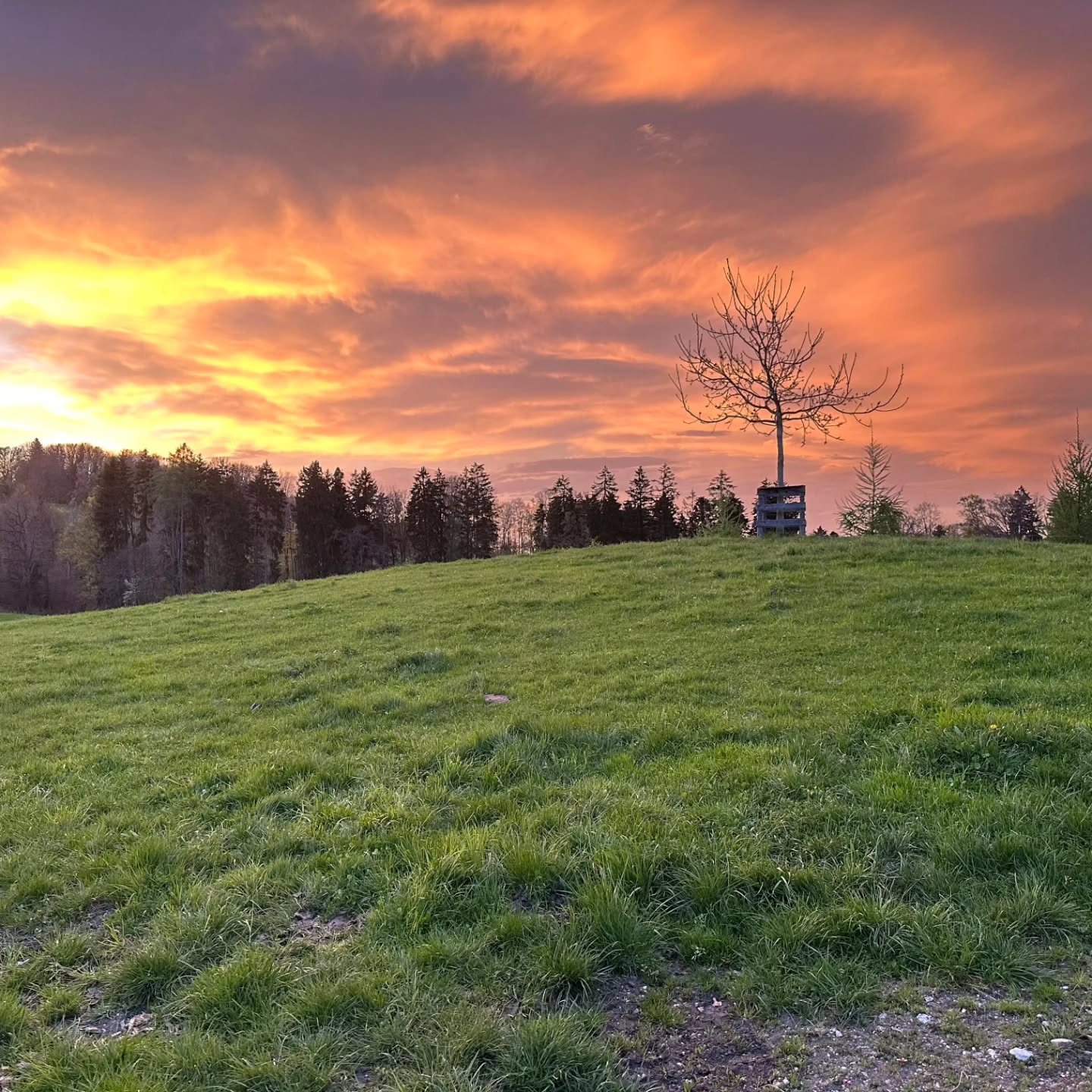 Wenn liebe Gäste zum Sonnenuntergang hinterm Haus verweilen....
... entstehen solch wunderschöne Bilder❤🌞
@tinasemm Vielen Dank für die schönen Fotos und das wir eure Gastgeber sein dürfen!!! #wennausgästenfreundewerden
#sonnenuntergäng #wodiesonneverschwindet #abendstimmung #grillabend #Gäste #freunde #urlaub #ferien #ferienwohnung #urlaubaufdembauernhof #urlaubindenbergen #cat #ferienwohnungsamerberg #urlaubaufdemsamerberg #chiemseealpenland #weissnhof_samerberg #weissnhof #wanderhöfesamerberg @jana_wanderhoefe #wanderhöfe @servus.samerberg #samerberg