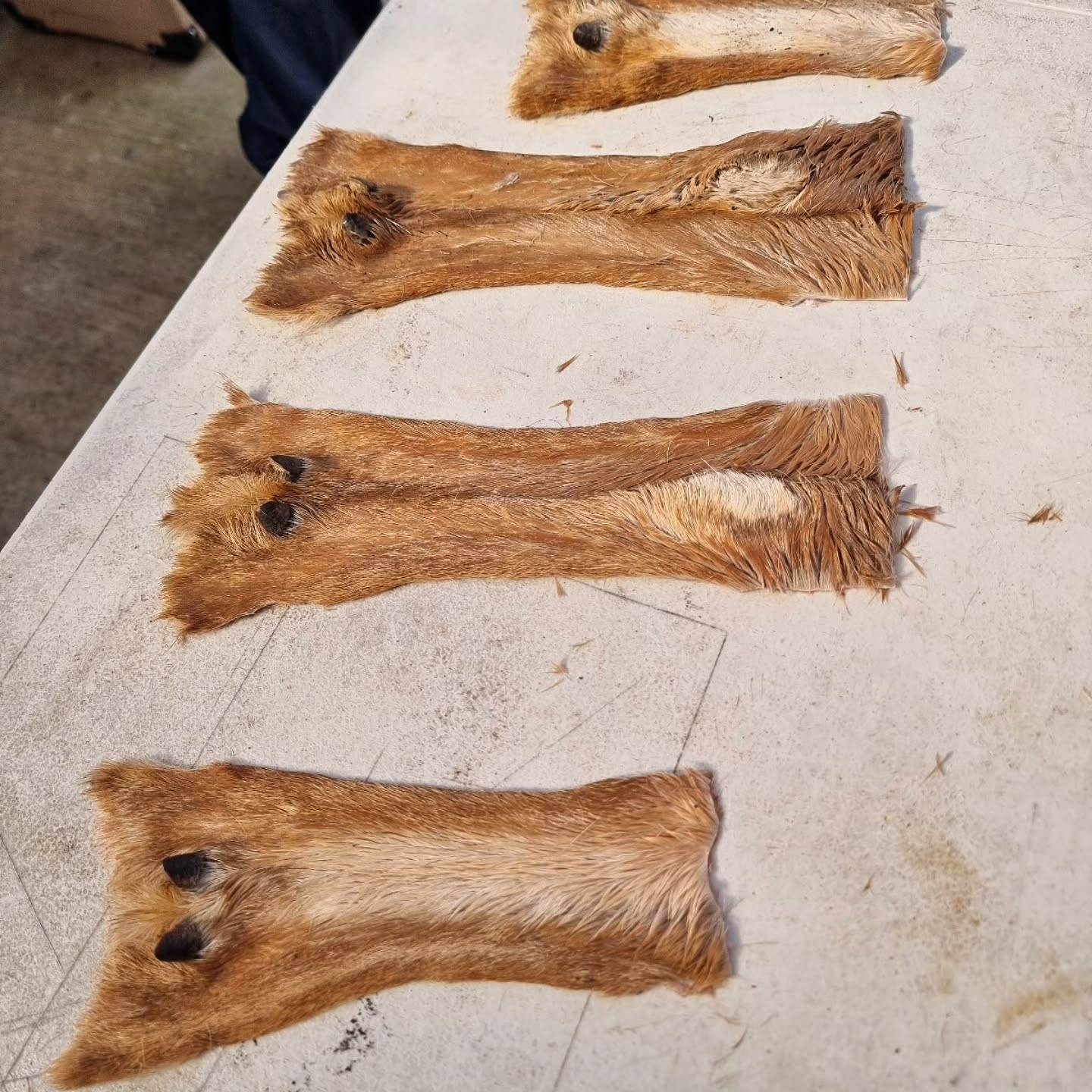 🤠 HOCK SKINS, or leg skins, are great for sewing sustainable and stylish hock bags.
These skins usually go to waste, but why waste natural resources like this? 🤔
Leg skins are also very strong and durable, so it's perfect for making bags that will last for years. Or for making boot uppers that don't sag!
More to come on this topic :)
#hoofleather #leathercraft #naturalresources #legs kins #hockbags #bushcraft #rawhide #primitiveskills #wildernesskills #lifeskills