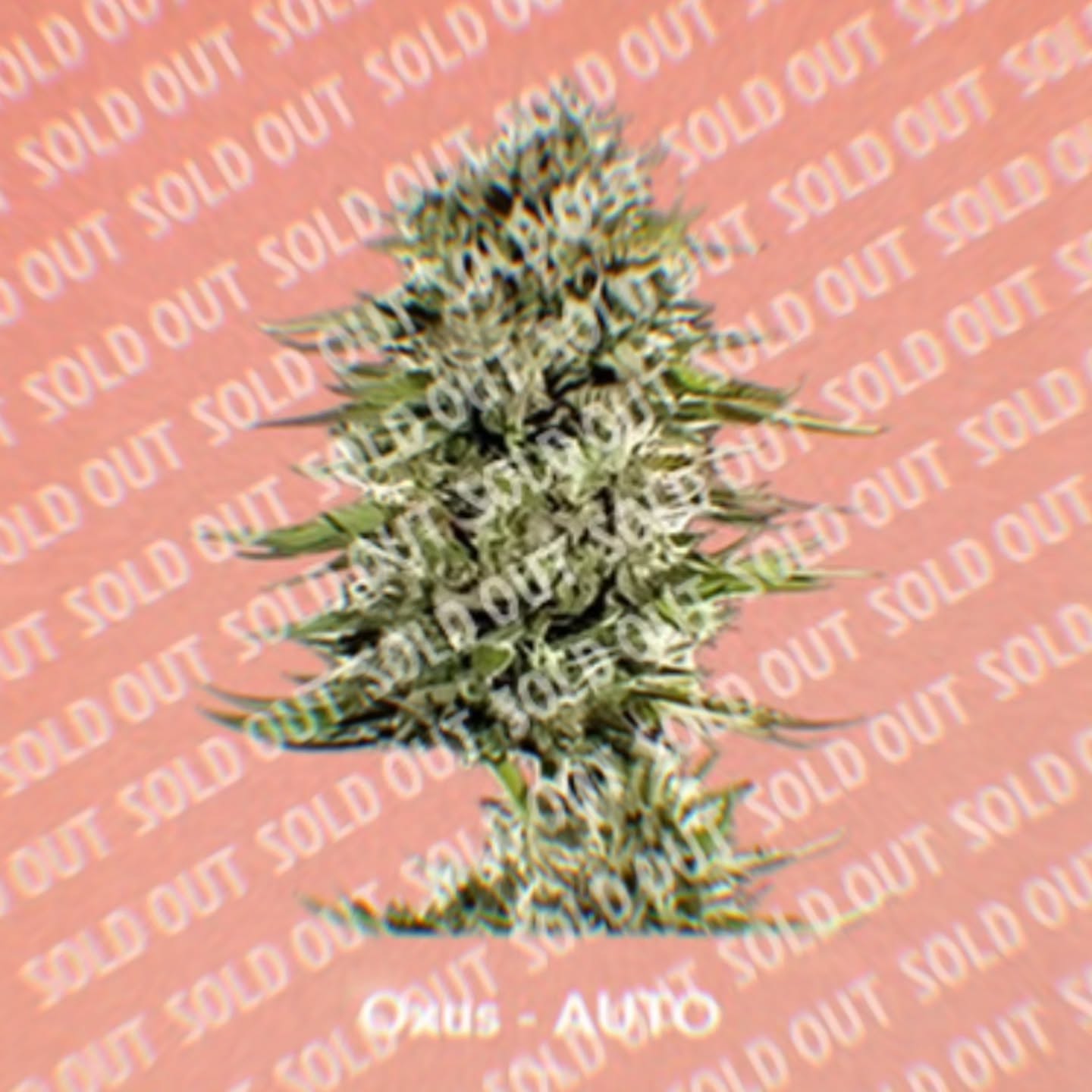 Oxus Auto is Officially sold out!!
Stay tuned for our new strains in 2025.
Big love to all our customers 🪴💜
