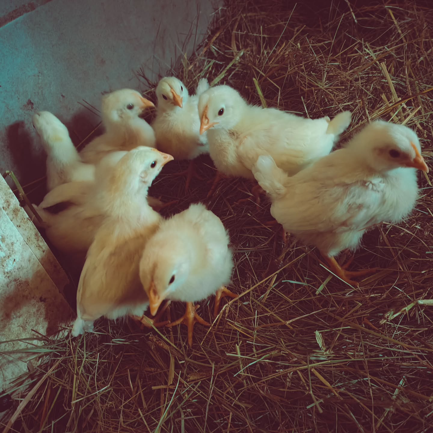 Heute haben wir die Oster-Küken im Kindergarten in Visp abgeholt und zu uns in den Stall gebracht 🐣
#brandeija #küken #ostern