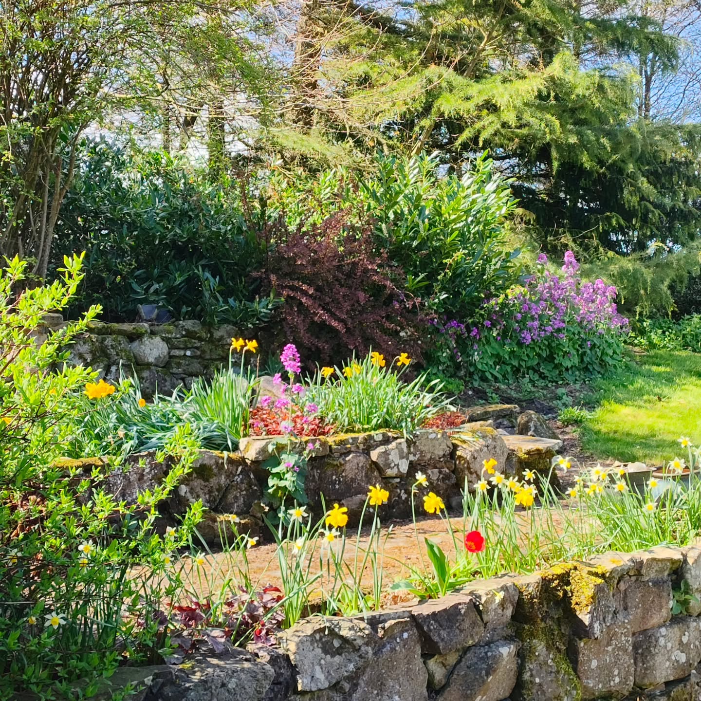 Spring flowers and sunshine ♥️
karenmorganart.com
Info@karenmorganart.com
#sunshine #springflowers #lakedistrict #daffodils