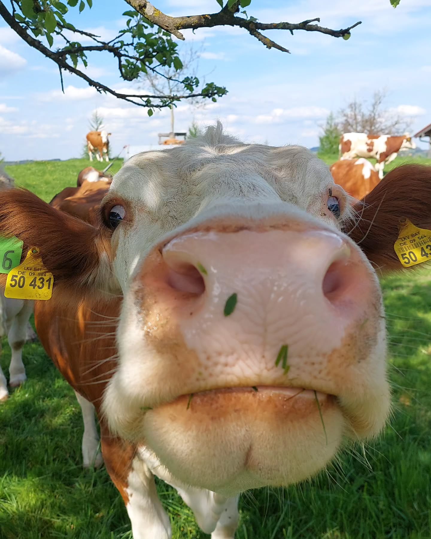 Muh.... wir lieben Weidehaltung💚
#kühe #küheaufderweide #kuhliebe #urlaubaufdembauernhof #urlaubaufdemsamerberg #urlaubindenbergen #ferienwohnung #wanderhöfesamerberg #bauernhof #bauernhofliebe #servussamerberg #samerberg #weissnhof_samerberg #weissnhof