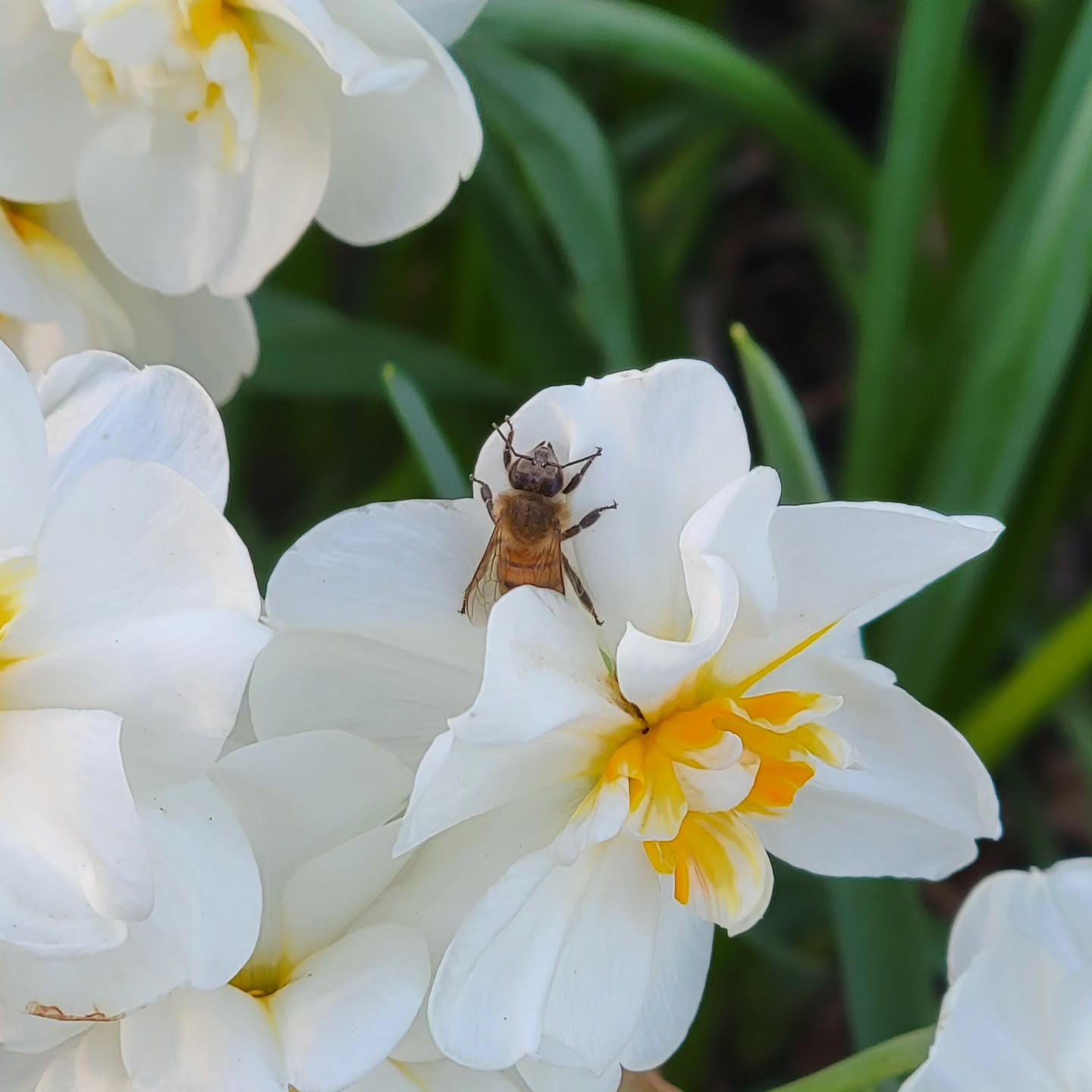 All hanging out in the same flower bed 🐝 🐝 🐝
