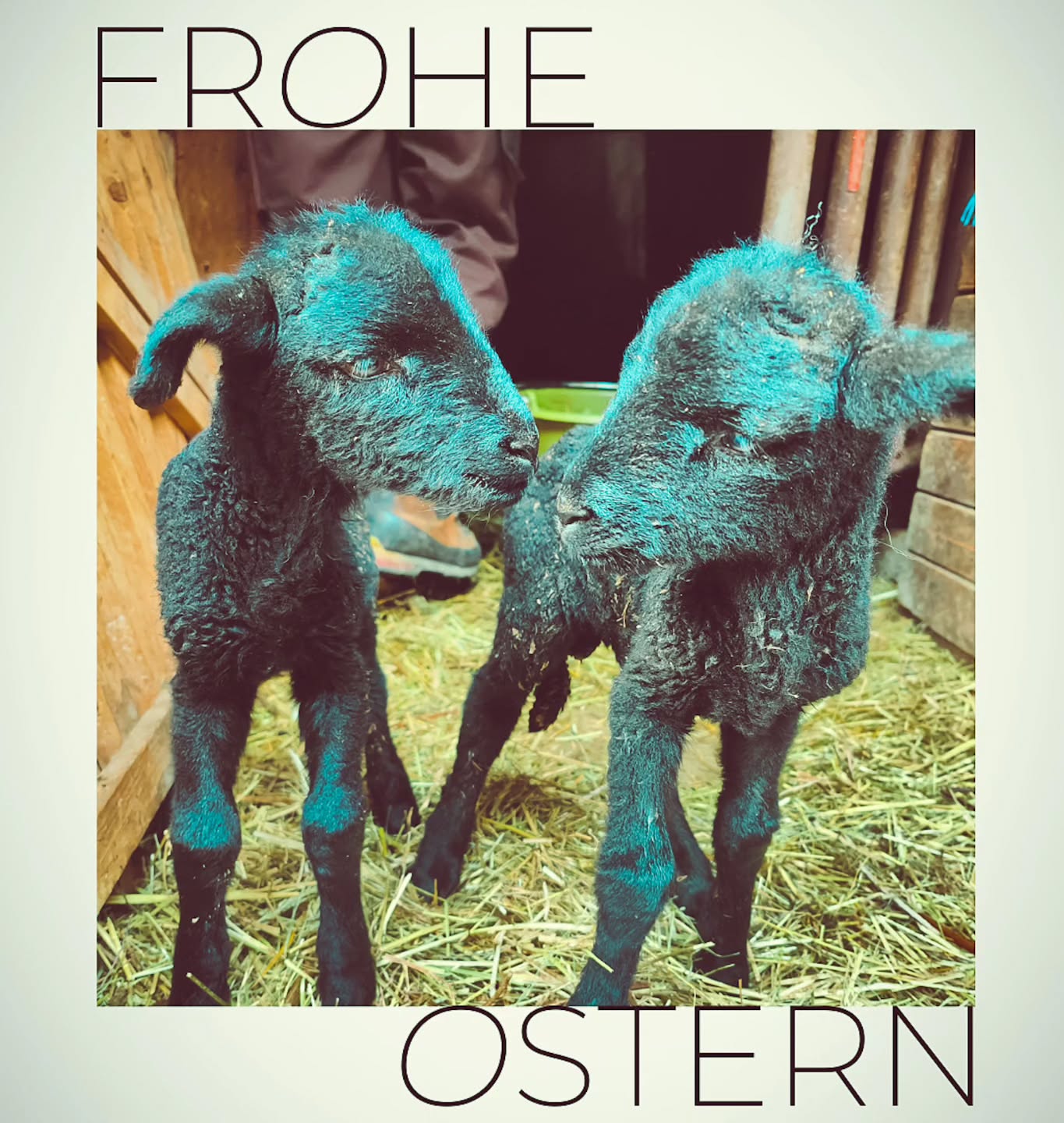 Schöne Ostertage 🐰
#brandeija #froheostern #happyeaster #lamm #babysheep
