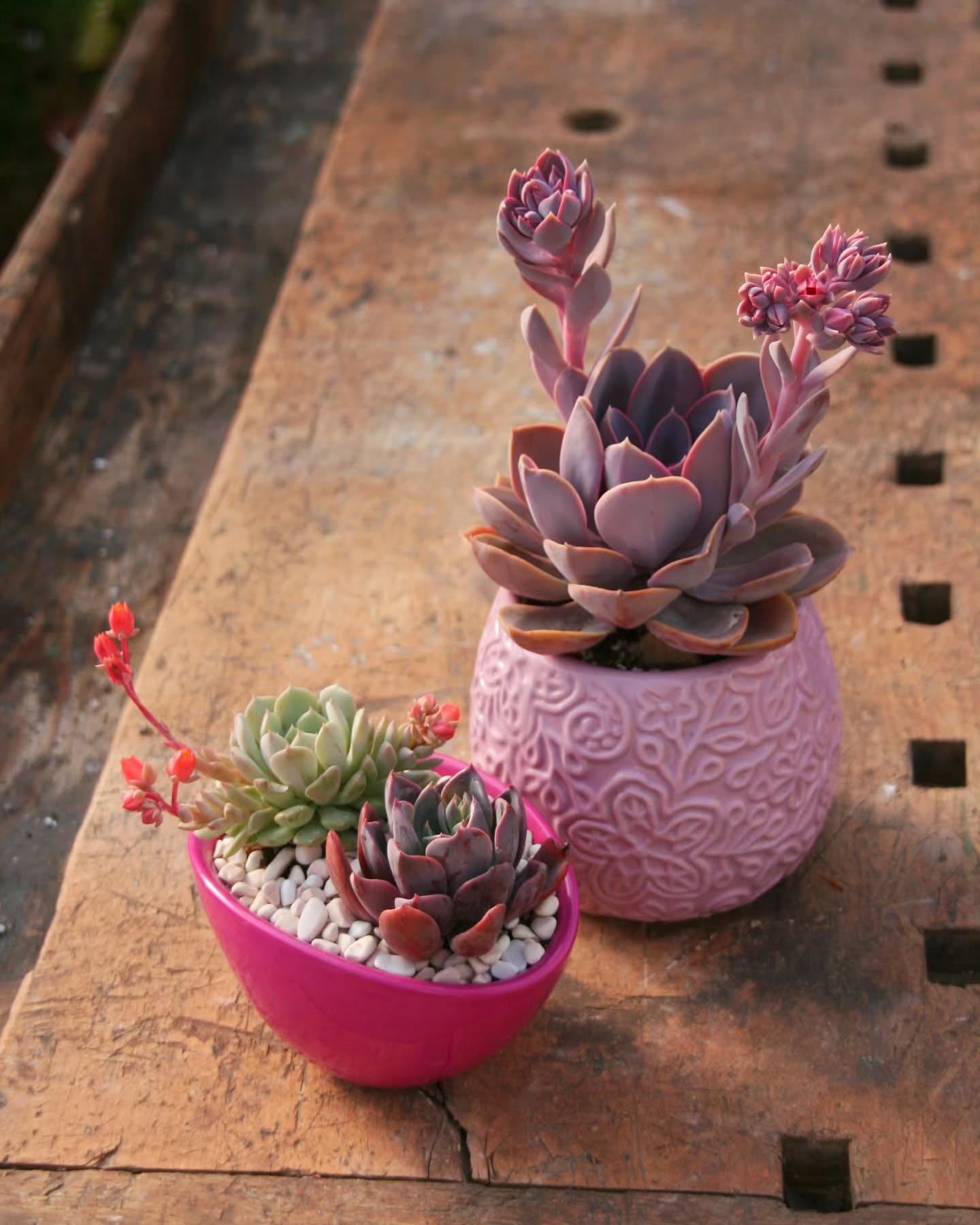 Minigärten im Topf – Sukkulenten kreativ gestalten
Sukkulenten sind perfekt für kleine Minigärten: Sie brauchen wenig Pflege und sehen wunderschön aus. In flachen Töpfen oder Schalen kombiniert man verschiedene Sorten und dekoriert sie mit Kies, kleinen Steinen oder Mini-Figuren.
Ob modern, verspielt oder natürlich – der Kreativität sind keine Grenzen gesetzt!
Mit wenig Aufwand entsteht so ein individuelles Deko-Highlight für Zuhause oder als Geschenk.
#succulentgarden #minigarden #succulentlove #succulentsofinstagram #plantdecor #plantsmakepeoplehappy #greenthumb #pottedplants #urbanjunglebloggers #houseplants #diyplants #plantlover #succulentarrangement #greeninspiration #plantaddict #plantinspo #sukkulenten #zimmerpflanzen #pflanzenliebe #dekoliebe