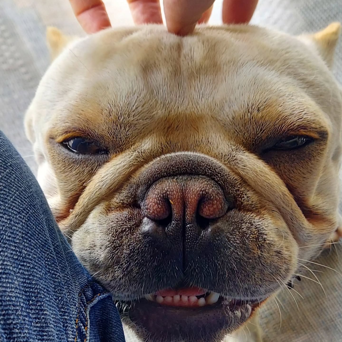 Head scratches? Yes, please! #timetopet