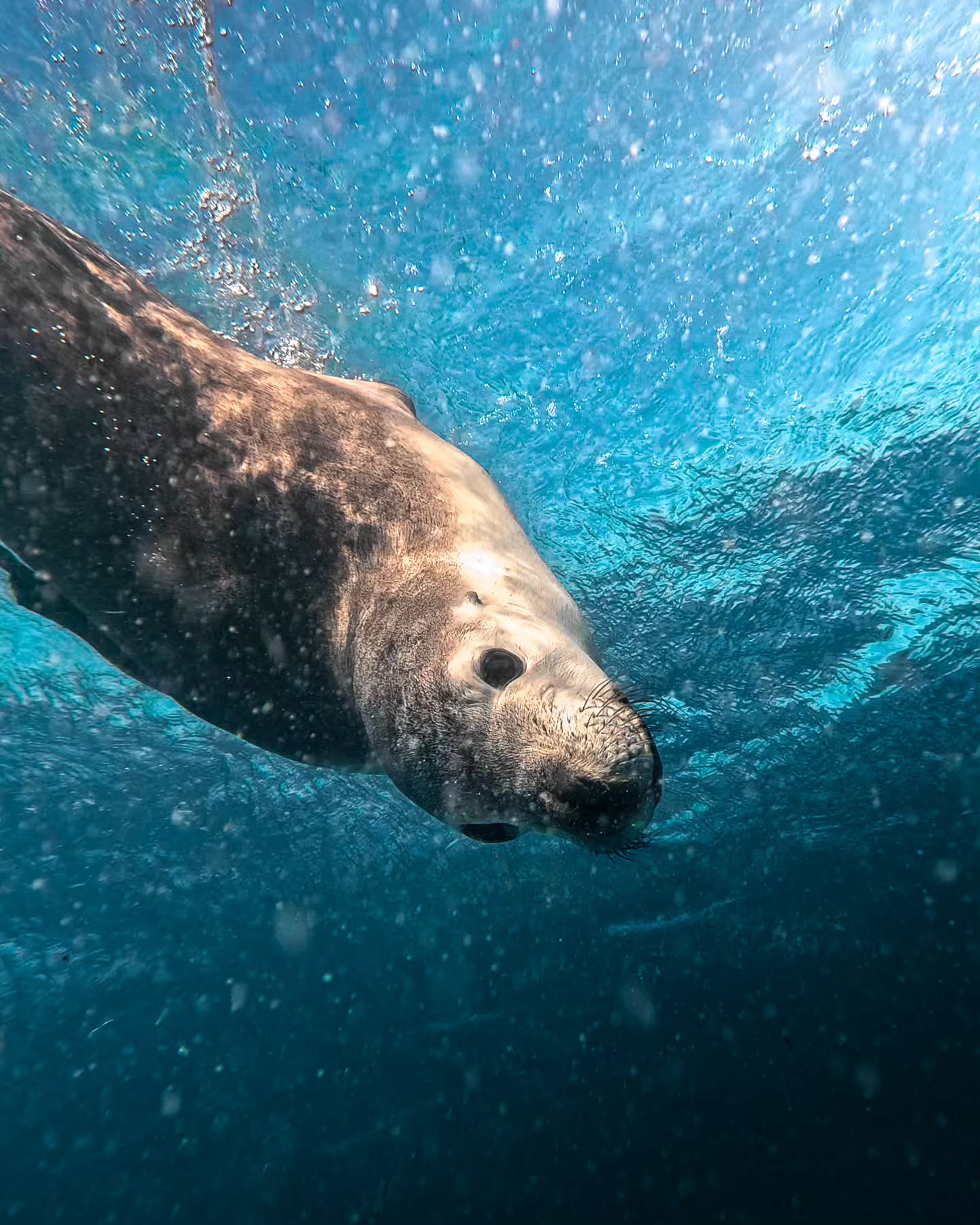 Such sunny days at home always remind me of our wonderful time in Australia. Adventure, wildlife, sun and sea. What more could you want?
🤩📸 Sea Lion Tour at Jurien Bay, West Australia
#staycurious #australia #wildlife #sea #sealife #sealion #adventure #adventureinspirations #sun #roadtrip