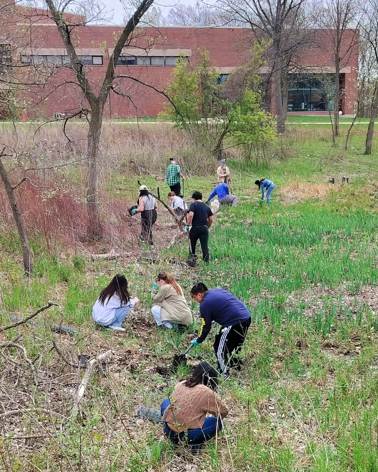 Students and professors from the Plants & Society and Ethics learning community seminar join Oakton's naturalist to help restore the floodplain wetland on campus. Native swamp white oak, buttonbush, elderberry, and currant trees and shrubs were planted along with many blazing star corms.
