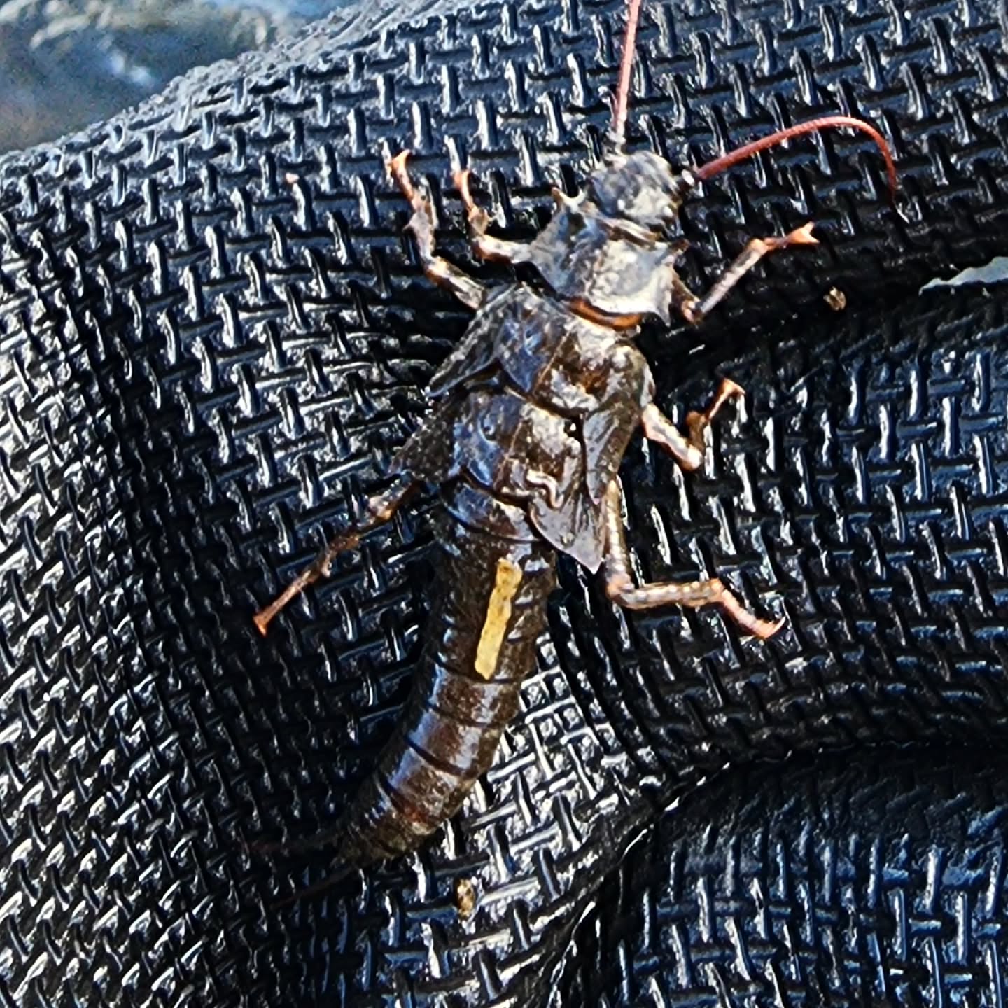 Pteronarcys californica, Henry's Fork, near Last Chance, March 18, 2025.