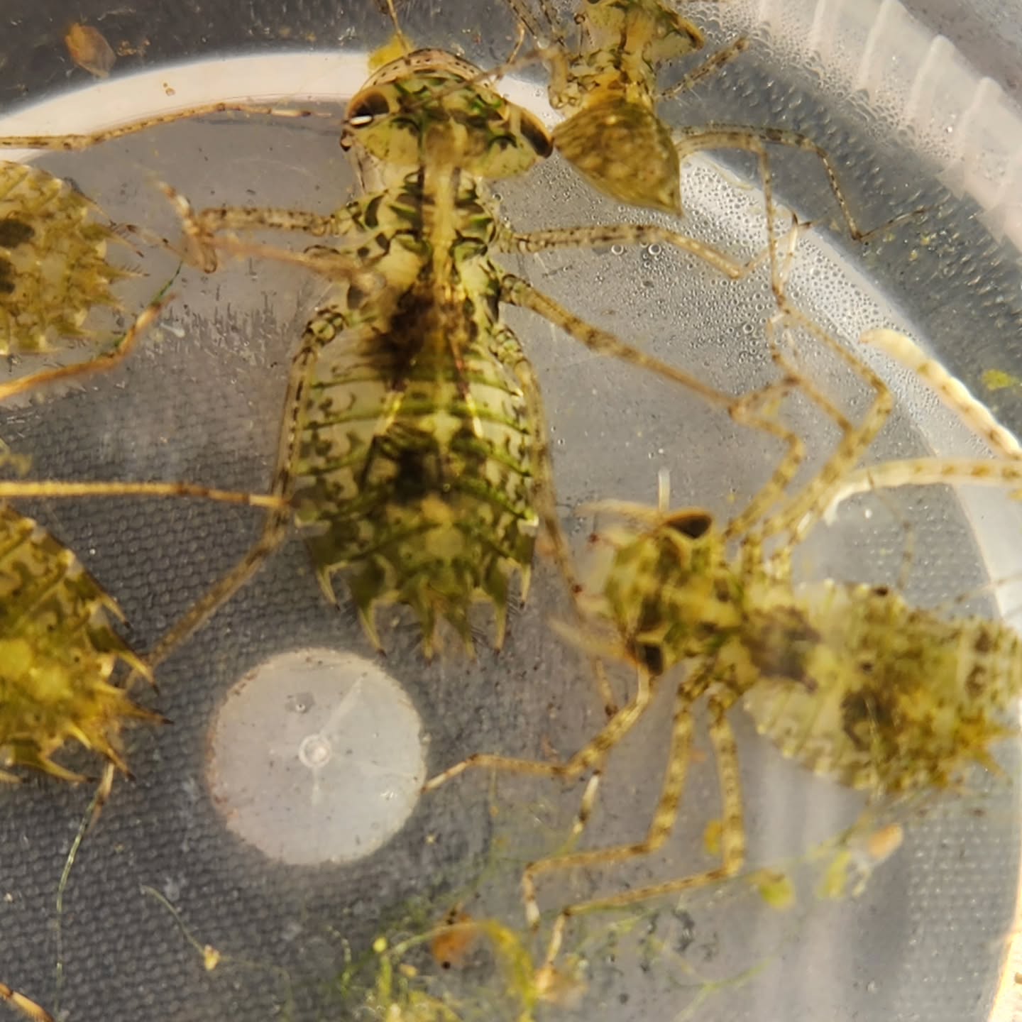 The Beasts! Dragonflies from Experimental Ponds near Utah Lake.