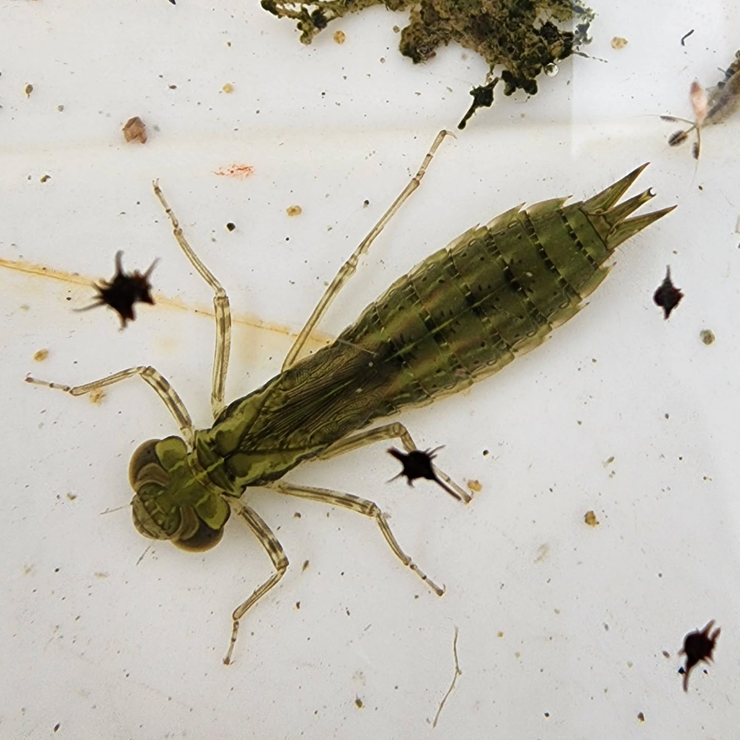 Dragonfly experimental ponds near Utah Lake