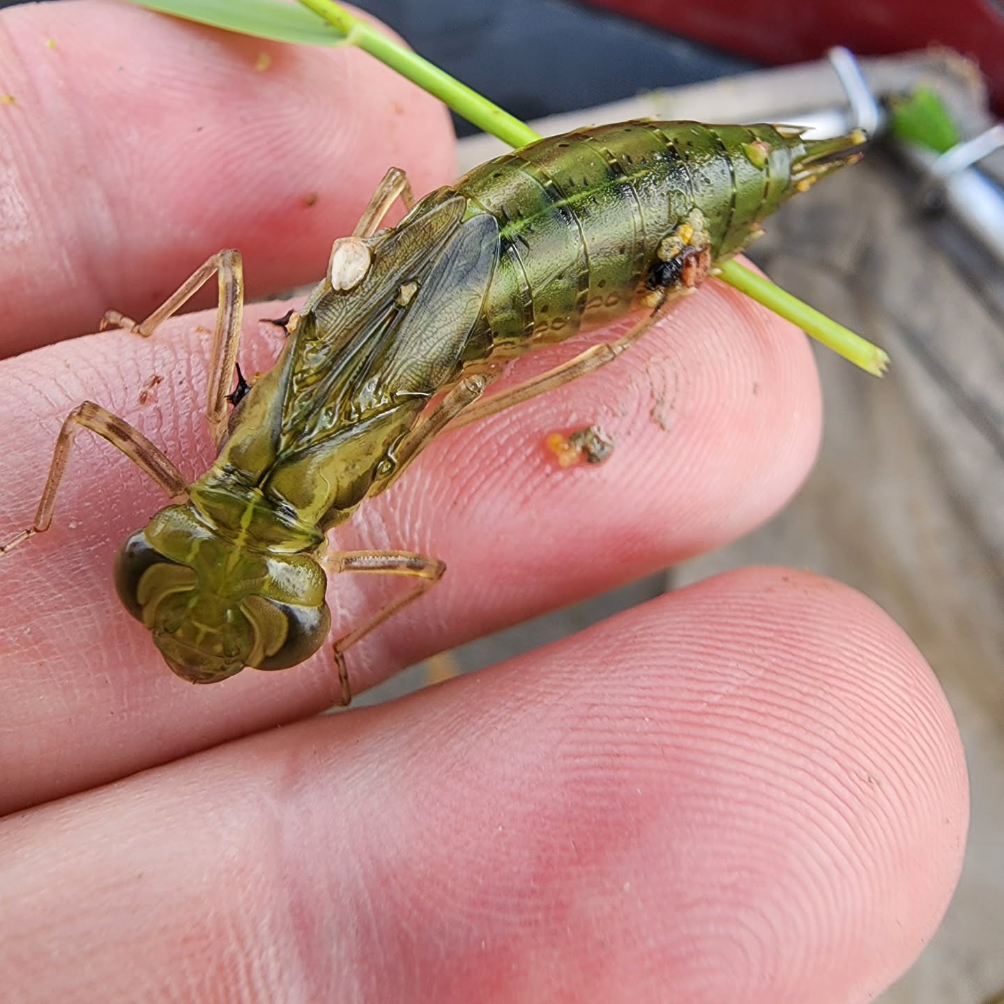 Dragonfly, experimental ponds, near Utah Lake