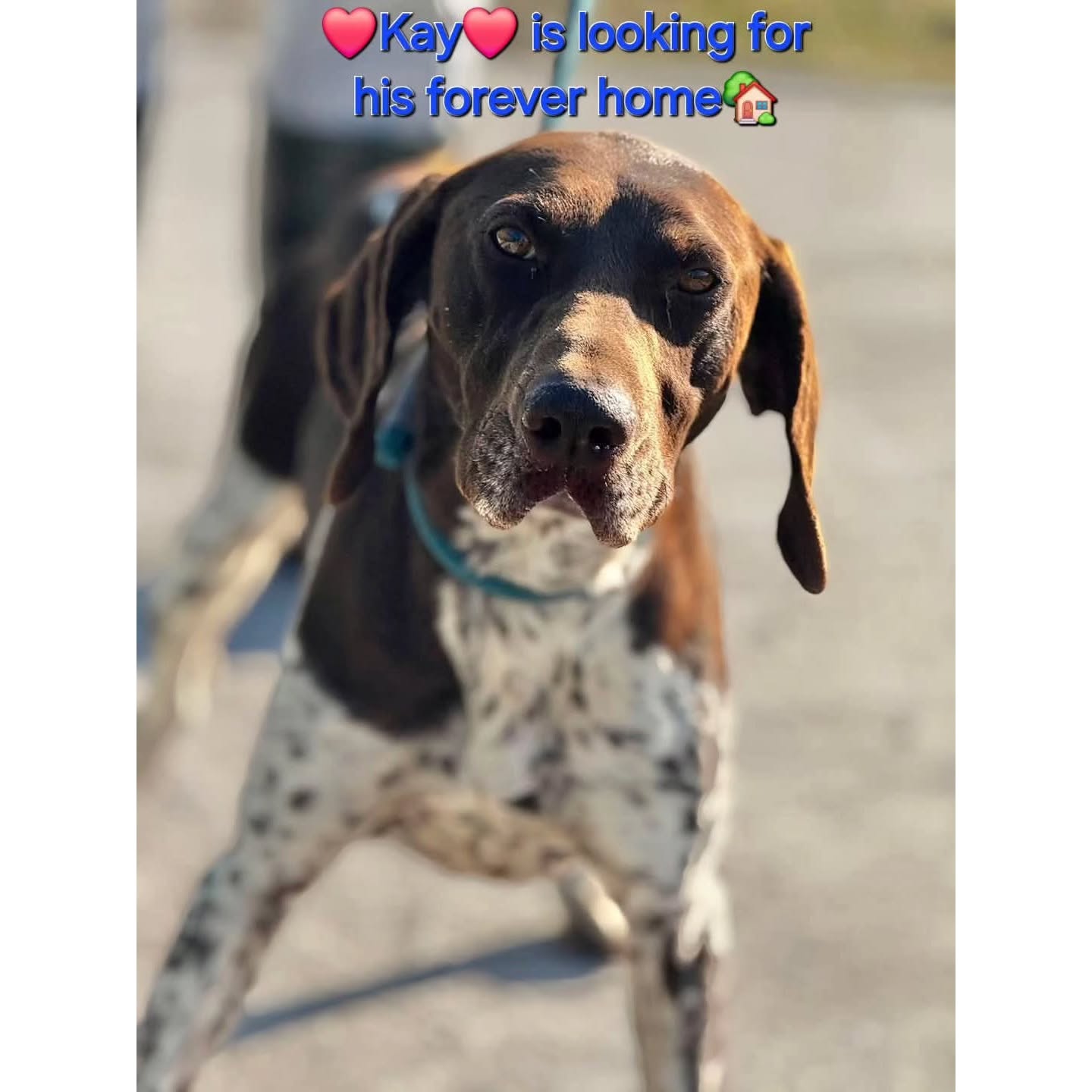 Thank you very much for your contribution
❤️🐾MAH de Louwere
€12,50
❤️🐾Patty Lippits
€25,00
❤️🐾 Bert Cryns
€20,00
❤️🐾 Mariah Connerley
€10,70
❤️🐾Natascha van Dam
€10,00
❤️🐾Marinda v/d Heever
€25,73
❤️🐾Marian Priem
€5,13
❤️🐾Anonymous donor
€51,31
❤️🐾Martine Pollefliet
€50,00
❤️🐾 Carlljn & Bliss Van Cronenberg
€10,24
❤️🐾 Freya Ruiter
€7,58
❤️🐾 Jur Heupers
€200,00
❤️🐾 Debby Leeves
€52,47
❤️🐾 C Bamberg Cohen
€10,00
❤️🐾Josephin Muller
€20,00
❤️🐾 Danielle Mertens
€10,00
❤️🐾 Nico and Nelly de Zwart
€50,00
❤️🐾 B de. Jong
€75,00
We appreciate your wholehearted support💝
Contact via email: gsprescuehr@gmail.com
Website: https://www.gsprescuehr.com/nl/contact.
#dontshopadopt#gspoftheday #gspcommunity#germanshorthairedpointerlovers #germanshorthairedpointerlovers #pointerlovers #gspcommunity #pointerlove #germanshorthairedpointer #birddog #pointersofinstagram #gsprescue #gspworld #gsp #gsplife #gsploverig #gsplovers #gspsofinstagram #gspuniverse @lydia_lidach #rescuedog #rescuedogsofinstagram #rescuedismyfavoritebreed#deutschkurzhaar