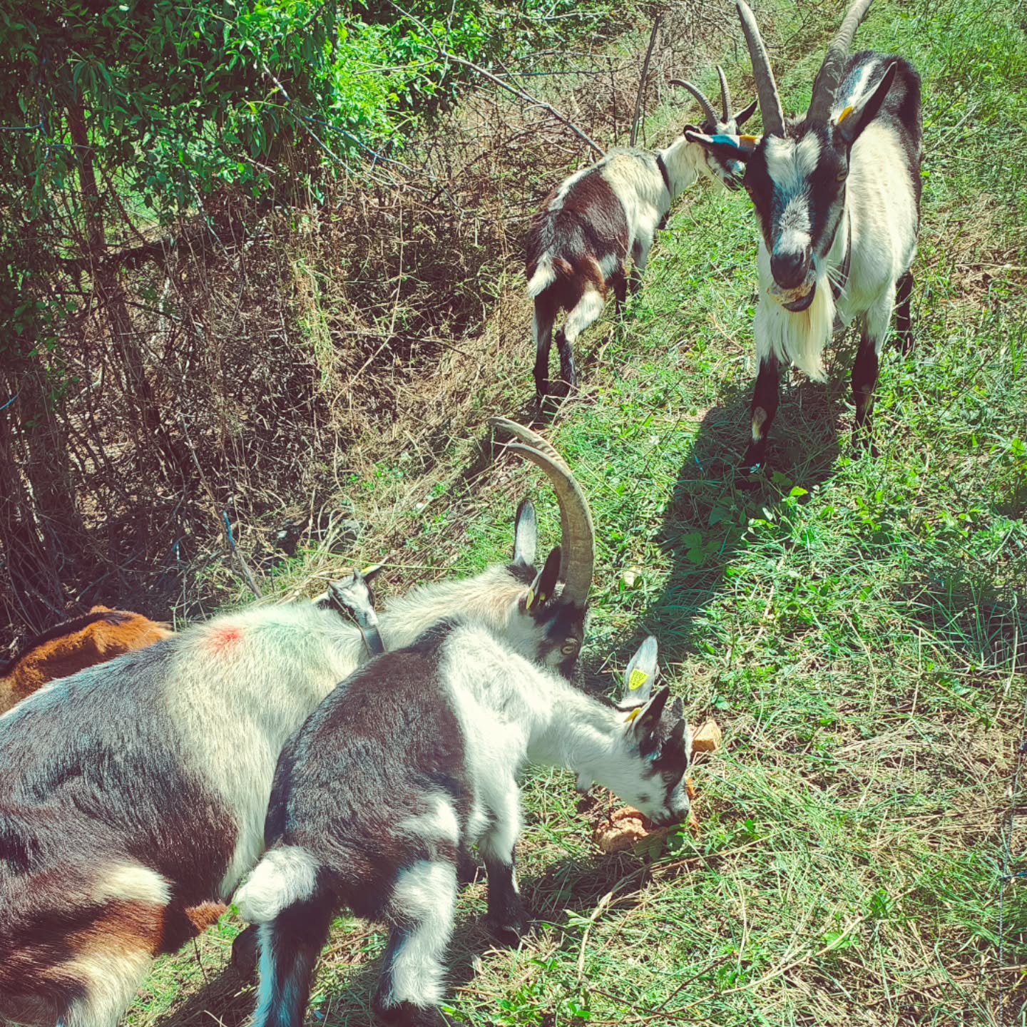 Am Sonntag geht es für unsere Ziegen und Schafe wieder auf die Belalp. Dort werden sie den Sommer verbringen.
#brandeija #pfauenziege #babygoats #alpsommer