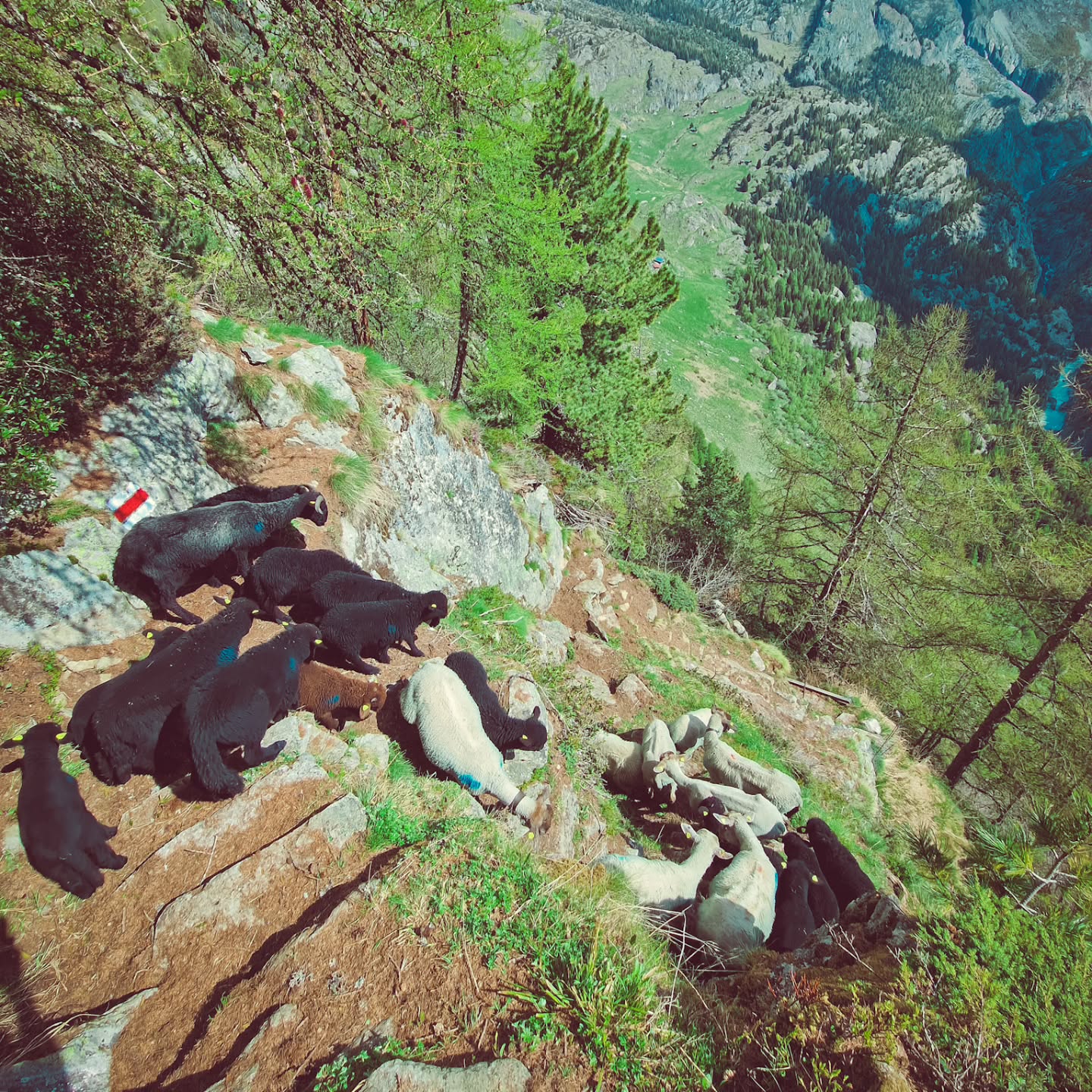 Gestern haben unsere Ziegen und Schafe den Weg auf die Belalp unter die Hufe genommen – wie jedes Jahr verbringen sie dort den Sommer in der frischen Bergluft.
Der Aufstieg war kräfteraubend, aber alle sind gut und gesund angekommen. Jetzt geniessen sie saftige Wiesen, Weitblick und Freiheit.
#brandeija #pfauenziege
#braunköpfigesfleischschaf
#walliserlandschaf #belalp