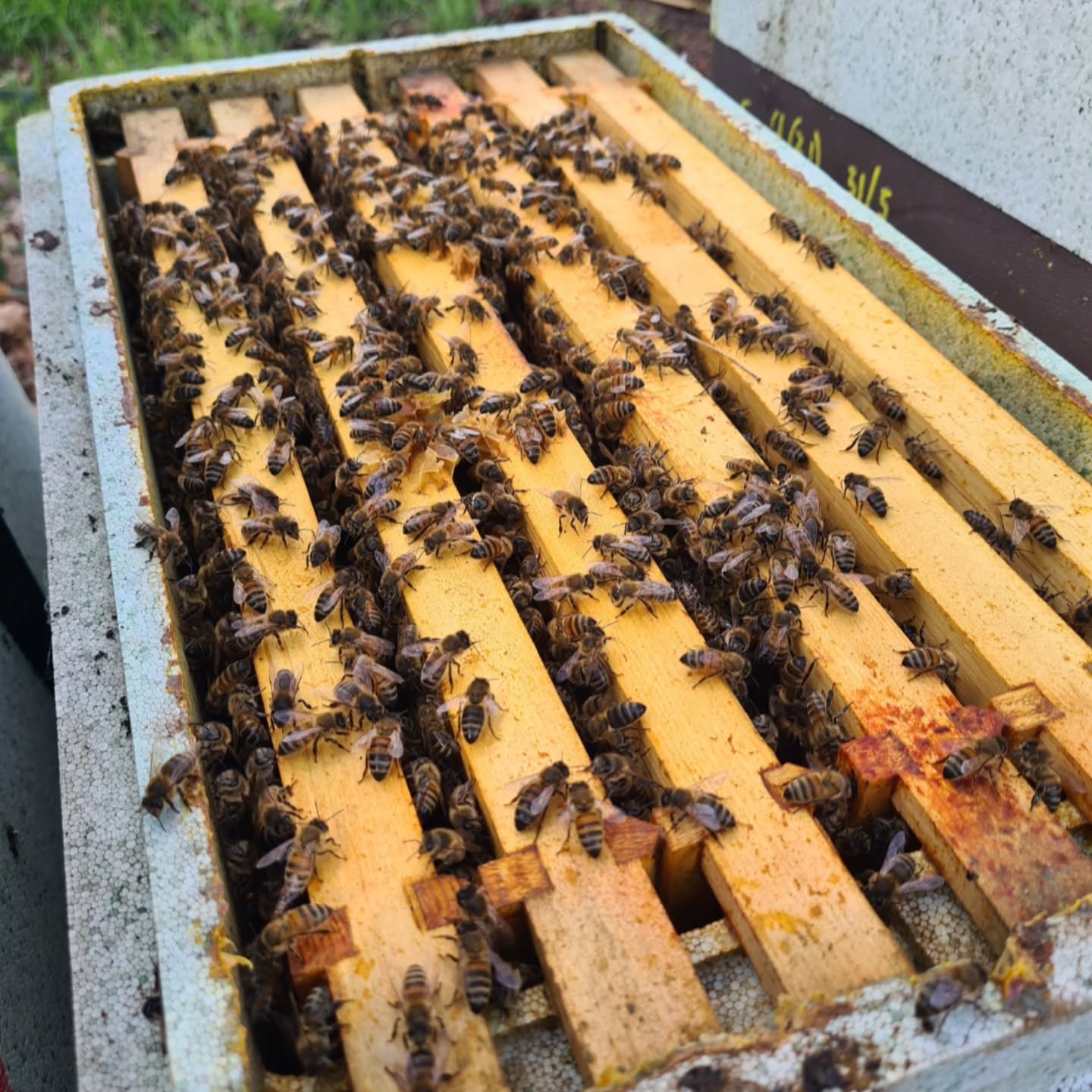 Happy world bee day!!
Just a quick snap of one of our 2025 nucleus colonies booming already!
#derwenthoney #worldbeeday #bees #honey #york #yorkshirebees #runnyhoney