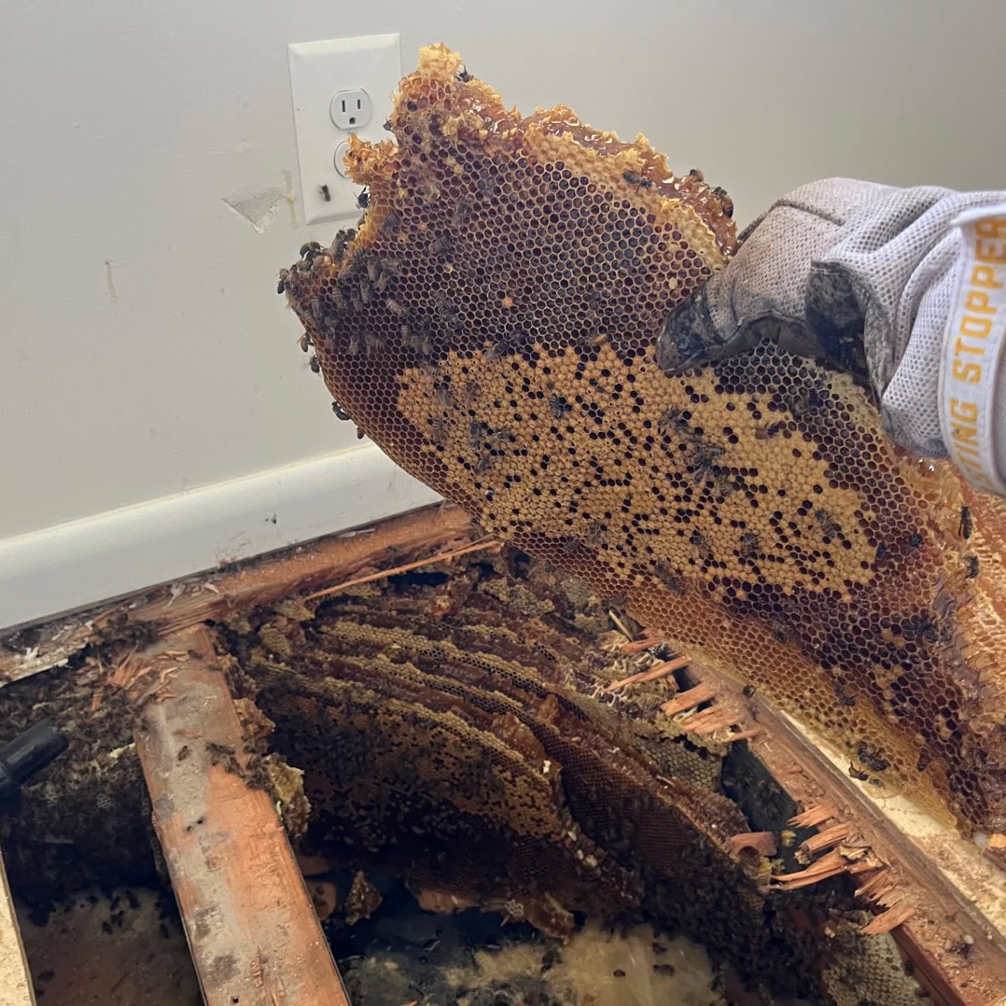 Giant honeybee colony removal. After we get the bees back to our place we set them up in their new home 🐝 🐝 🐝