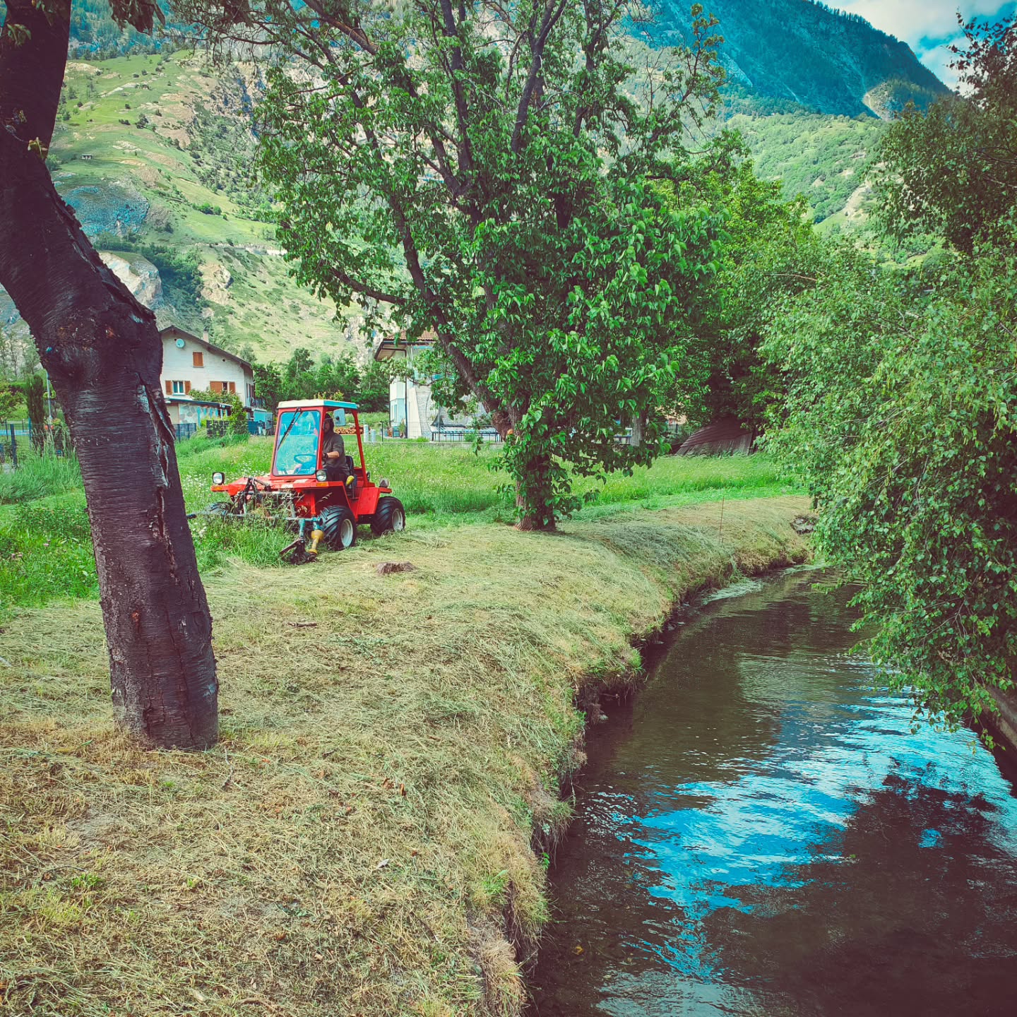 Unsere Ziegen und Schafe haben gerade ihr Sommerquartier auf der Belalp bezogen – und für uns heisst das: Die Heuzeit beginnt!
Den Anfang machen die Matten in Raron. Das Wetter passt, die Maschinen laufen, und wir sind mitten drin im ersten Schnitt.
Heuen bedeutet viel Arbeit, aber auch ein Stück Freiheit, Duft von frischem Gras und das gute Gefühl, für den Winter vorzusorgen.
#brandeija #heuen #landwirtschaft