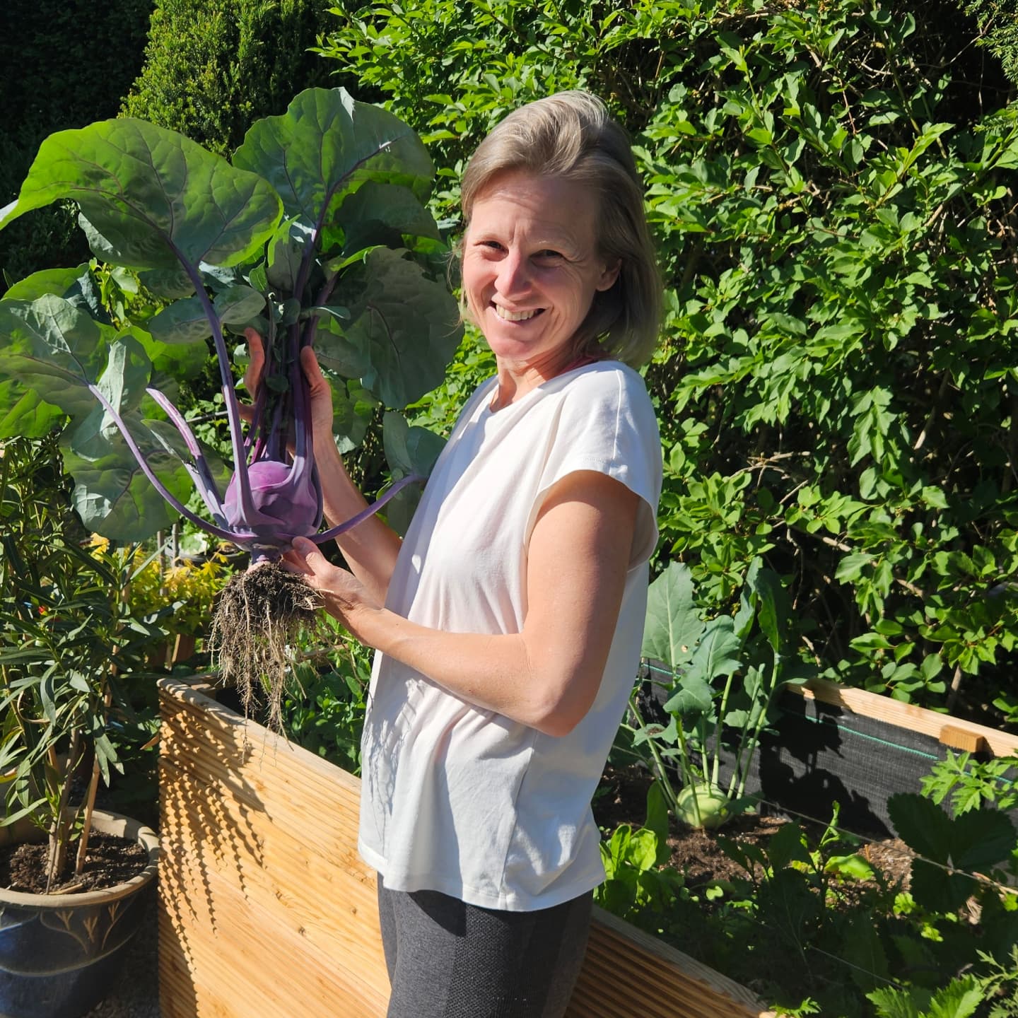 Vitaminbombe Kohlrabiblätter 💜💚
sie sind besonders gesund und nährstoffreich, enthalten mehr Vitamine und Mineralstoffe als die Knolle selbst und sind reich an Vitamin C, Magnesium, Kalzium und Ballaststoffen.
und am besten schmeckt es natürlich selbst gepflückt.
Mein Kohlrabi ist im Hochbeet so schnell gewachsen, so dass ich schon 2 geerntet habe. Und da wir es lieben zu grillen kamen nicht nur die Knollen, sondern auch die Blätter auf den Grill. So mea lecker 😍
Und da es im anderen Beet noch mehr Kohlrabi gbt habe ich mir leckere Rezepte überlegt
💜Kohlrabi gegrillt
Einfach in 1cm dicke Scheiben schneiden, mit Olivenöl bestreichen und etwas Rosmarin oder Salbei dazu. Ab auf den Grill, von beiden Seiten grillen und bestenfalls zugedeckt nachgaren lassen bis bissfest
🤍Feta Päckchen mit Kohlrabi Blättern
1 Feta oder veganer Käse in 8 Stücke teilen
Stile von 8 Kohlrabiblättern abschneiden und mit der Unterseite eines Glases den verbliebenen Stil weich klopfen
Auf jedem Blatt 1 Stück Feta platzieren und etwas Salbei, Thymian und Rosmarin zugeben.
Blattseiten nach innen falten und so immer 3-4 Blätter mit einem Spieß aufspießen. Mit etwas Olivenöl bestreichen und von beiden Seiten grillen. Optional auf dem Grill bei geschlossenem nachgaren
💜Hirse mit Kohlrabiblättern
Hirse nach Packungsanweisung in Gemüsebrühe mit 1/2 TL Kurkuma köcheln und ziehen lassen. Etwas abkühlen lassen.
Je nach Größe 3-5 Kohlrabiblätter waschen, Stil entfernen und in dünne Streifen schneiden.
In einer Pfanne 1 EL Ghee oder Sesamöl erhitzen, 1 klein geschnittene Zwiebel, 1 TL gehackter Ingwer und opt. 1Msp. Hing/Asafoetida zugeben. Kohlrabiblätter zugeben und wie Spinat anbraten.
Mit einen Schuss Apfelsaft ablöschen, 10 kernlose Trauben halbieren, zugeben und zugedeckt bei kleiner Hitze ziehen lassen.
Mit Hirse vermengen, Olivenöl, etwas Zitrone, Salz und Pfeffer abschmecken. Optional mit Wildkräutern garnieren
🤍 Meine nächsten Pläne für die Blätter sind Pesto und als Weinblätter verarbeitet. Hast du noch Ideen?
Alles liebe deine Tina
#Hochbeet #hochbeetliebe
#Kohlrabi #kohlrabiblätter #natürlichgesund #ayurvedafood