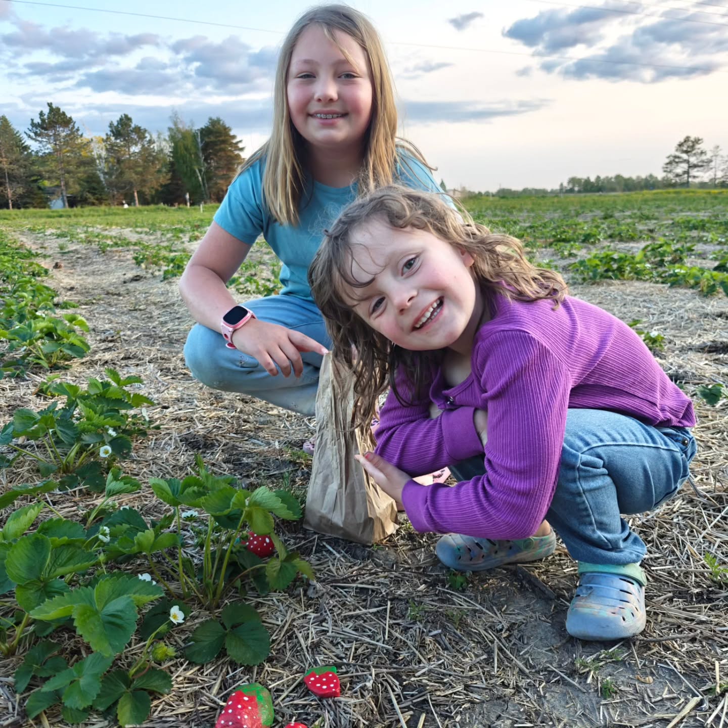 Our littlest farmers have been hard at work on a project. Can you guess what they are doing and why?
#birchfieldfarms #strawberrygirls๐ #alwayslearningโค๏ธ