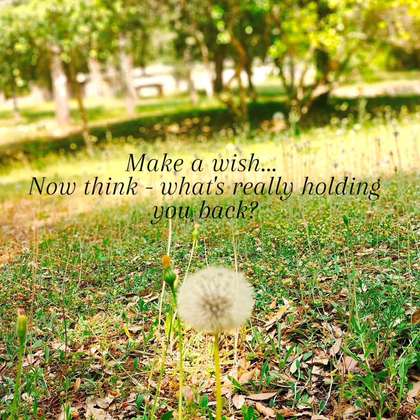 A lot of achievements in this world were once wishes that became intentional... What's between you and the wish you would blow away into the sun?
#livingwithintention
#wisdom
#selflove
#mentalhealth
#naturephotography