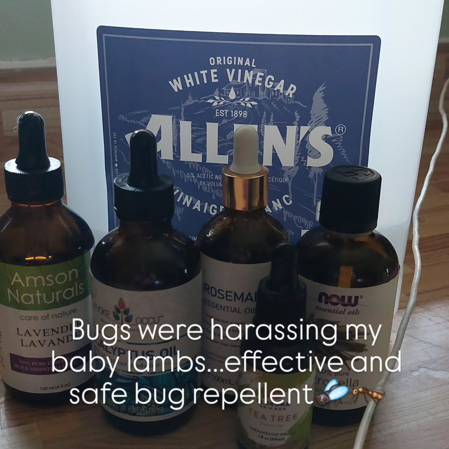 Mix 2 parts water to 1 part vinegar in a spray bottle. I used lavender, Rosemary, Citronella, tea tree and Eucalyptus essential oils as that's what I had on hand. Gave each lamb and their sleeping area a full spray down. Instantly, they stopped pacing, quit bleating and took naps.