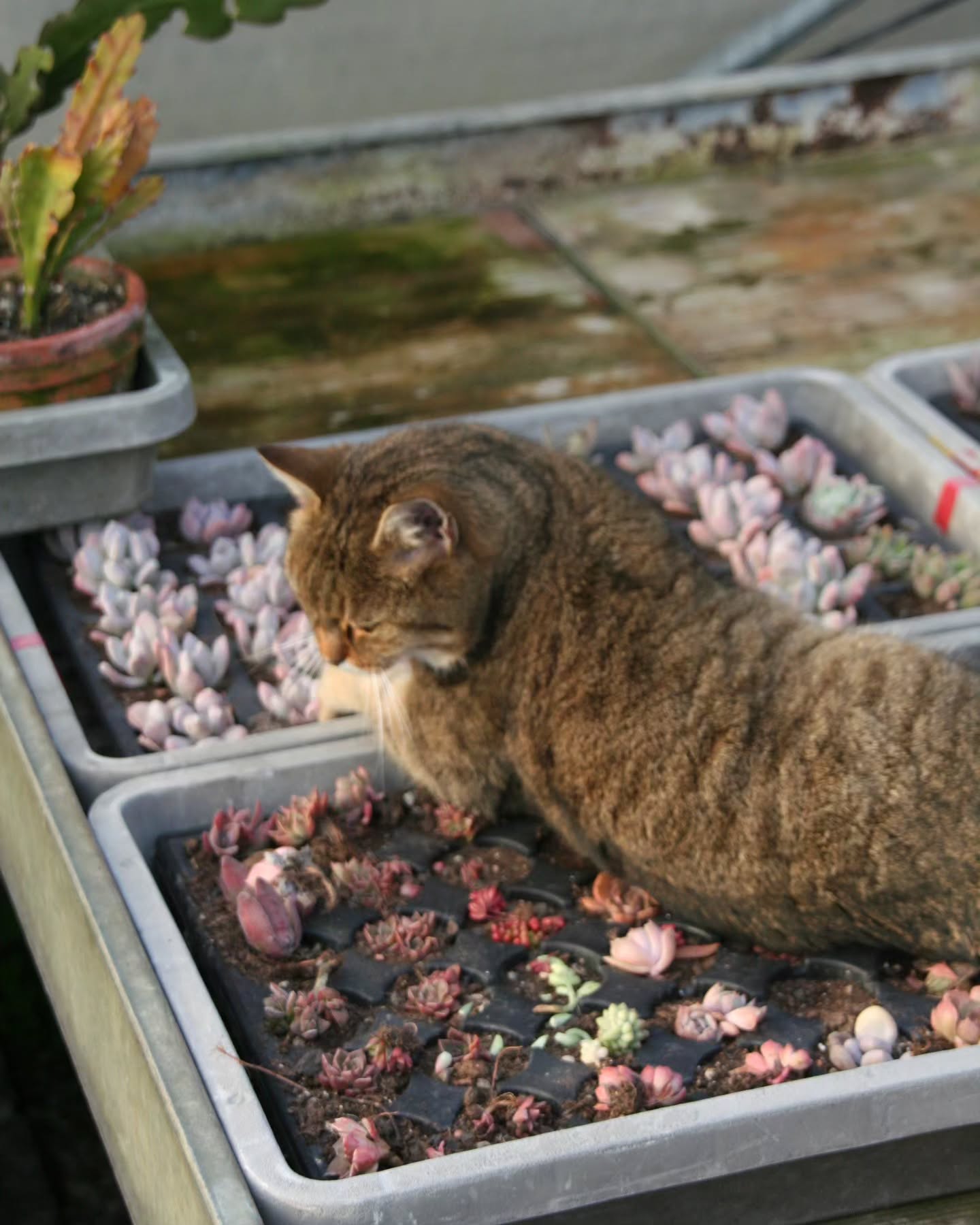 Tumas Lieblings Schlafplatz, auf meinen Babypflanzen 😱🥹🐾🌵
#sukkulentengaertnerei #sukkulents #sukkulente