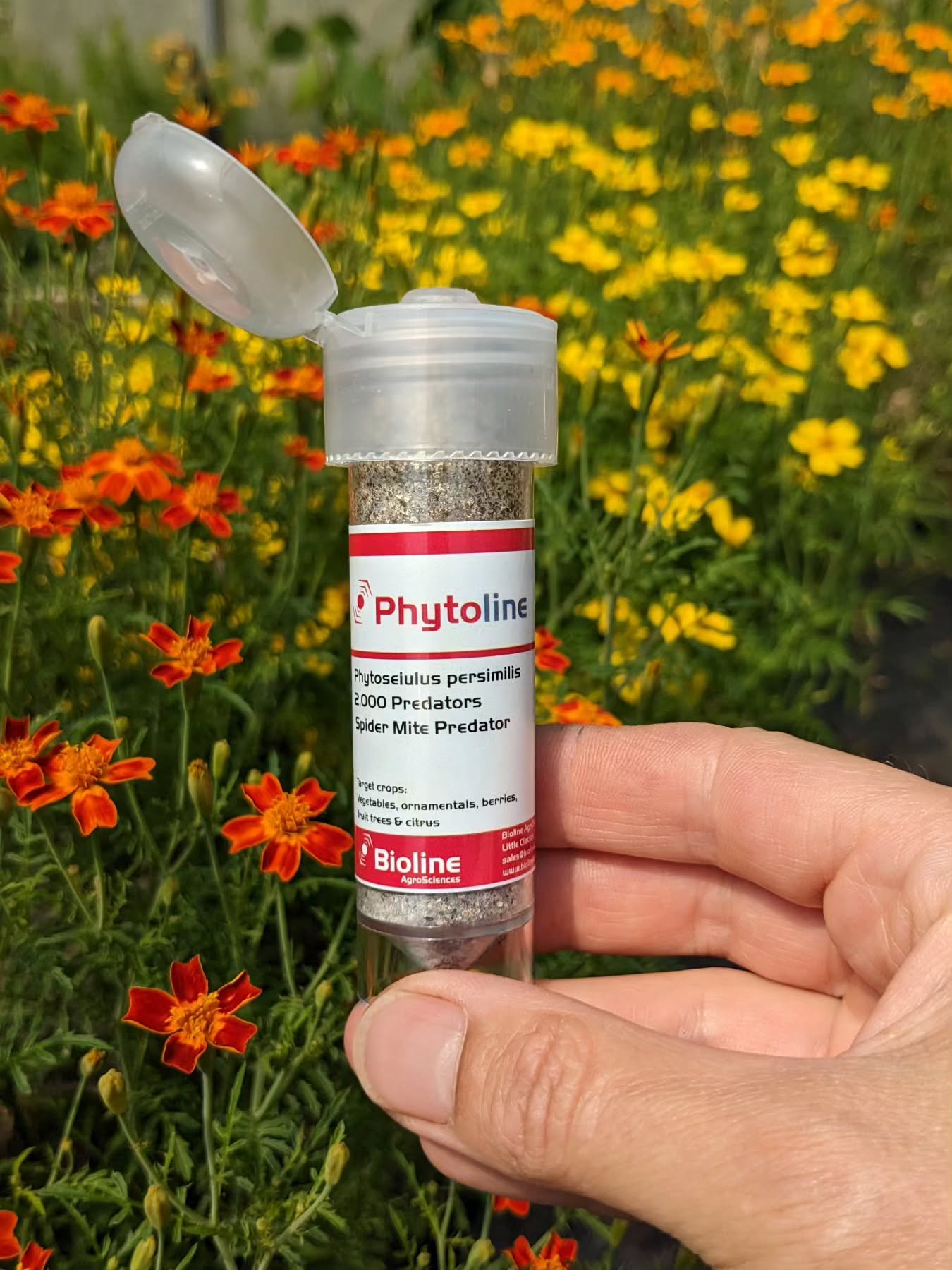 "Big bugs have little bugs upon their backs to bite them, little bugs have littler bugs, and so on - and infinitum"
I love this twist on a poem written by Augustus De Morgan in 1872. It describes the natural order of predators so perfectly 🪳🐞🐜
The beneficial insects I've been releasing today are Phytoseiulus persimillis - natural predators of red spider mite - they gobble them up in their hundreds!
Using biological control in the garden is the best way to combat plant pests without the need for chemicals - totally safe for people, pets and food crops.
I get my predators from Green Gardener @organicgreengardener - great range of products and 1st class service ☺️
#biologicalcontrol
#pestcontrol
#organicfarming
#sustainable
#organicflowers
#ecofriendly
#farmlife
#horticulture