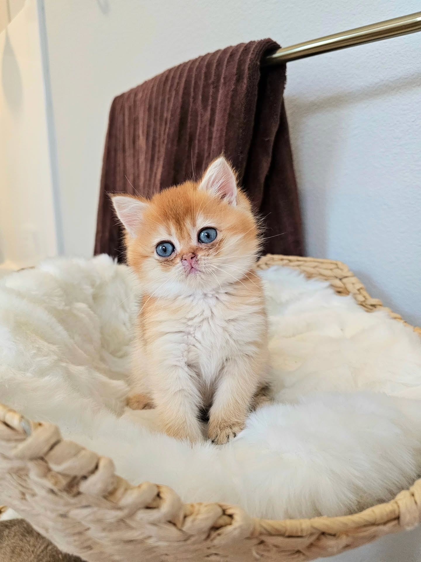 💘 Little baby Phoenix from Litter "P" 💘
#britishshorthair #britishkittens #britishshorthaircat