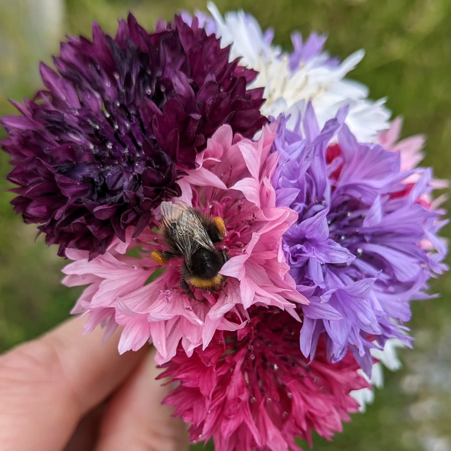 🌸Edible Cornflowers are here!🌸
Looking to add a floral touch to your cakes and desserts? This once common beautiful British wildflower is the perfect natural decoration.
Great for cakes and wonderful for wildlife, this bumblebee couldn't resist foraging for a meal on my tiny bouquet 😋
🌱 Available as:
- Whole pressed stems, tall and elegant
- Pressed loose petals, delicate and colourful
Each flower is lovingly hand picked and pressed to best preserve those wonderful colours.
View our full range in our online store and let edible Cornflowers be part of your next creation.
.
.
.
.
#edibleflowers
#britishflowers
#pressededibleflowers
#cornflower
#cakedecorating
#flowersforbees
#cakeflowers