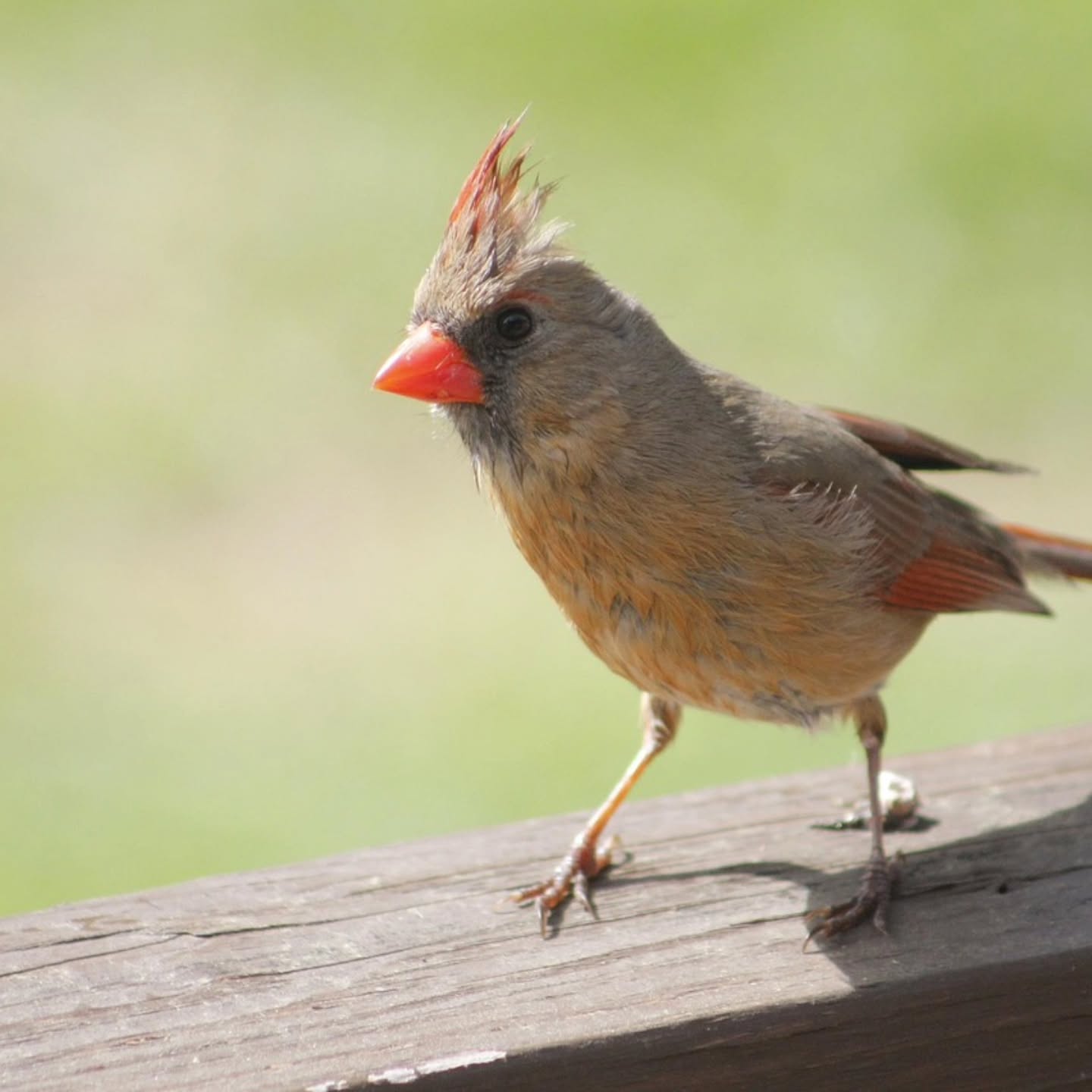 I've been waiting for the cardinals to find the daily food I put out. This week, a female cardinal has consistently joined my cast of characters.
What cardinals remind me of:
Transition
Hope
Renewal
"Today, please listen, don't turn a deaf ear...
This is still a live promise. It wasn't canceled at the time of Joshua; otherwise, God wouldn't keep renewing the appointment for "today." The promise of arrival and rest is still there for God's people. God Himself is at rest. And at the end of the journey we'll surely rest with God." Hebrews 4:8-10 (MSG).
Renewal in God's presence requires us to rest in His goodness and mercy, knowing that His love for us is all consuming.