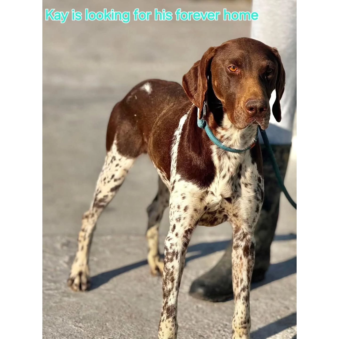 We want to thank you for your wholehearted support
💖🐾G.J.P. M Wieggers
€25,00
💖🐾H.J. Struyk
€10,00
💖🐾John and Magdalena Zonneveld
€50,00
💖🐾Y. Oude Luttikhuis
€7,50
💖🐾Linda Lispet
€10,24
💖🐾Jeanette Becker
€25,59
💖🐾Kees Visser
€10,24
💖🐾Caroline Roels
€10,26
💖🐾Janka Noordzij
€5,12
💖🐾Monique Voeten
€51,18
💖🐾Karin Heymen
€15,35
💖🐾Laura Wijts hondenuitlaatservice de Bollenstreek
€10,24
💖🐾Ans Flier
€15,39
💖🐾Steffi Albruschat
€25,59
💖🐾Astrid Koopman-Blom
€25,59
💖🐾Tanja Enneking
€25,59
💖🐾Rene Neuburger
€5,12
💖🐾MAH de Louwere
€12,50
💖🐾Amanda Ostman
€5,50
💖🐾Bert Cryns
€20,00
We appreciate your contribution
Contact via email: gsprescuehr@gmail.com
Website: https://www.gsprescuehr.com/nl/contact.
#dontshopadopt#gspoftheday #gspcommunity#germanshorthairedpointerlovers #germanshorthairedpointerlovers #pointerlovers #gspcommunity #pointerlove #germanshorthairedpointer #birddog #pointersofinstagram #gsprescue #gspworld #gsp #gsplife #gsploverig #gsplovers #gspsofinstagram #gspuniverse @lydia_lidach #rescuedog #rescuedogsofinstagram #rescuedismyfavoritebreed#deutschkurzhaar