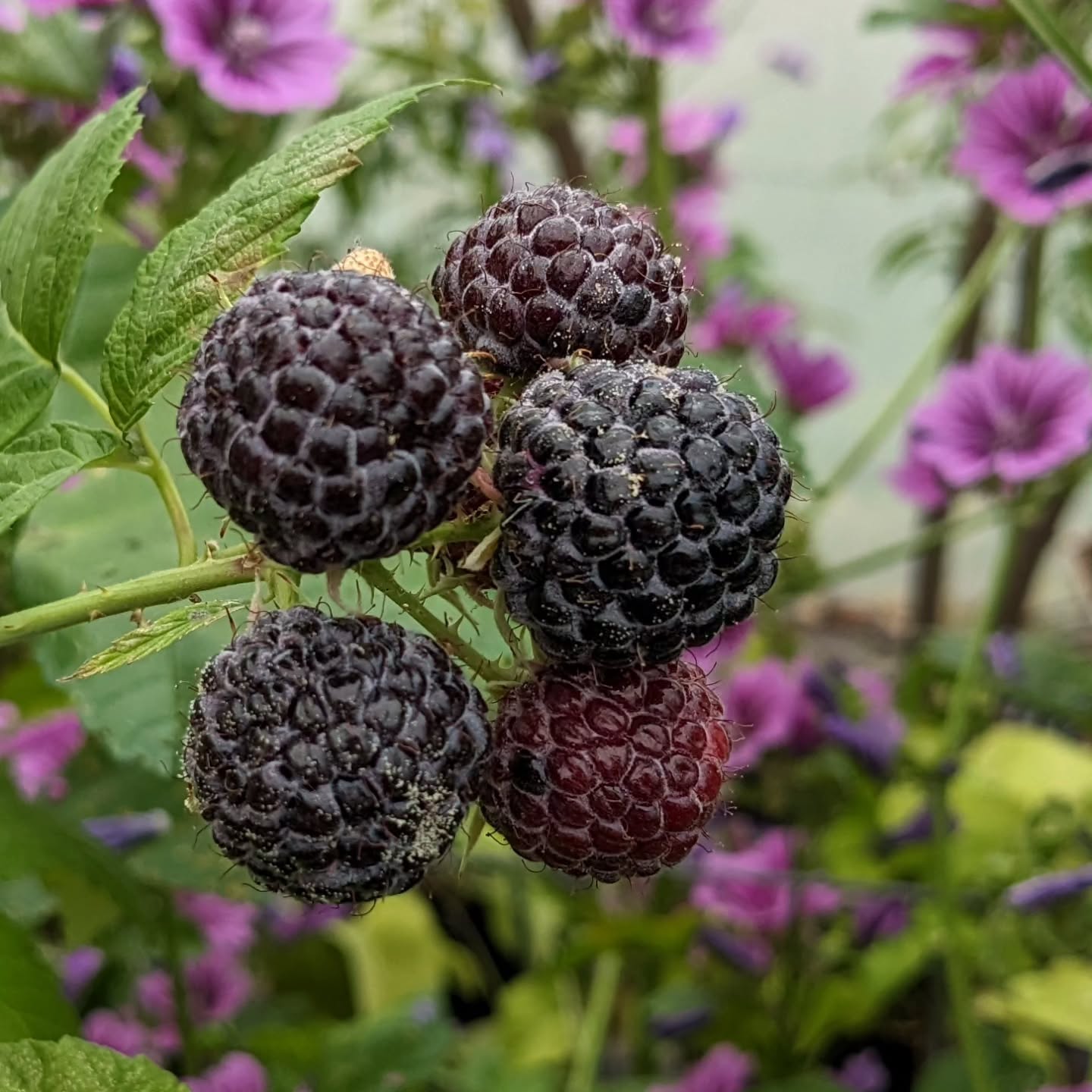 🍇Homegrown and delicious🍇
There's nothing quite like the taste of raspberries fresh off the plant. Grown with love, sunshine and a little patience - these berries are as sweet as summer itself 😋
This variety, 'Black Jewel' is one I started growing last year and these are its first fruits. I'm always attracted by the quirky and unusual varieties and this one didn't disappoint! 😊
#freshfruit
#gardenharvest
#berryharvest
#organicfruit
#freshfromthegarden