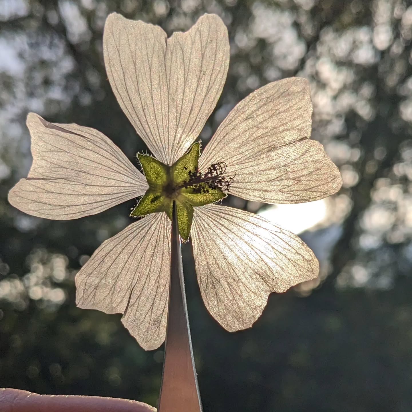 White Musk Mallow - As delicate as a butterfly's wing.
These pressed edible flowers bring an elegant touch to cakes, fluttering like gentle whispers across your buttercream.
Almost too pretty to eat.... almost.
Perfect for wedding cakes, cupcakes and whimsical romantic bakes. 🪽
#pressedflowers
#pressededibleflowers
#cakedecorating
#weddingcakeinspiration
#homebaker
#pressedflowers
#britishflowers
#madeindevon