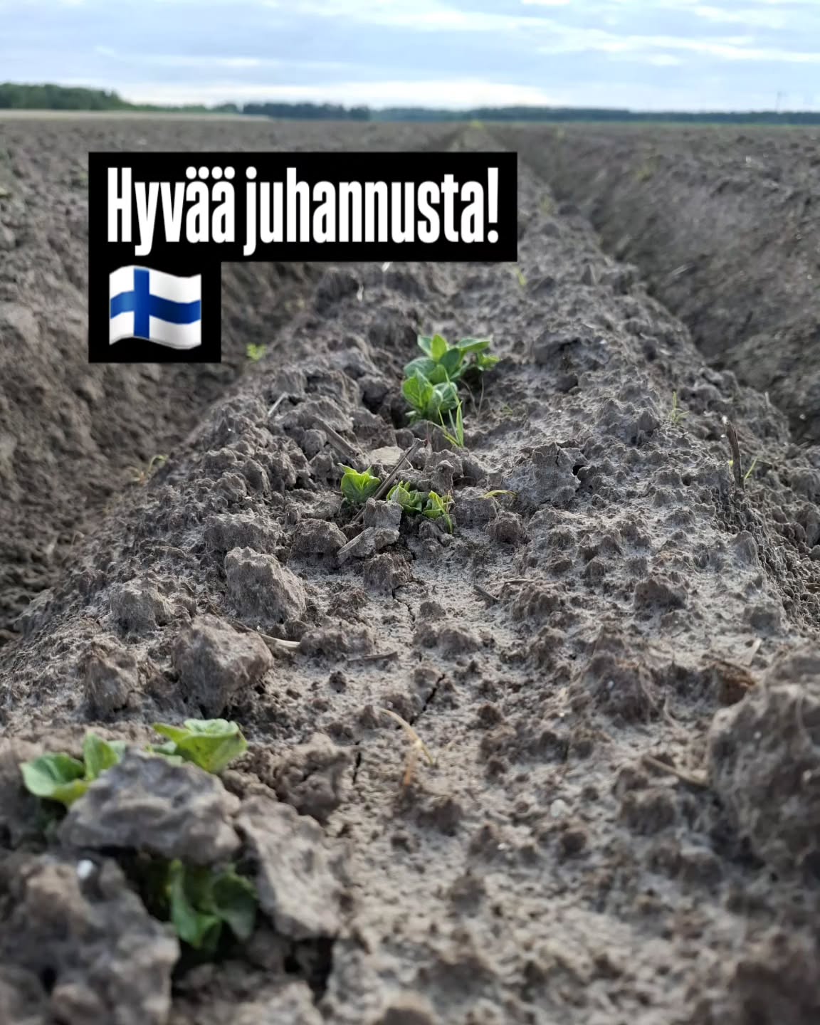 Hyvää juhannusta kaikille! 🇫🇮 Happy midsummer! Glad midsommar! 🌞🌞🌞 Perunatkin nousseet mullan alta katsomaan yötöntä yötä. #juhannus #yötönyö #varhaisperuna