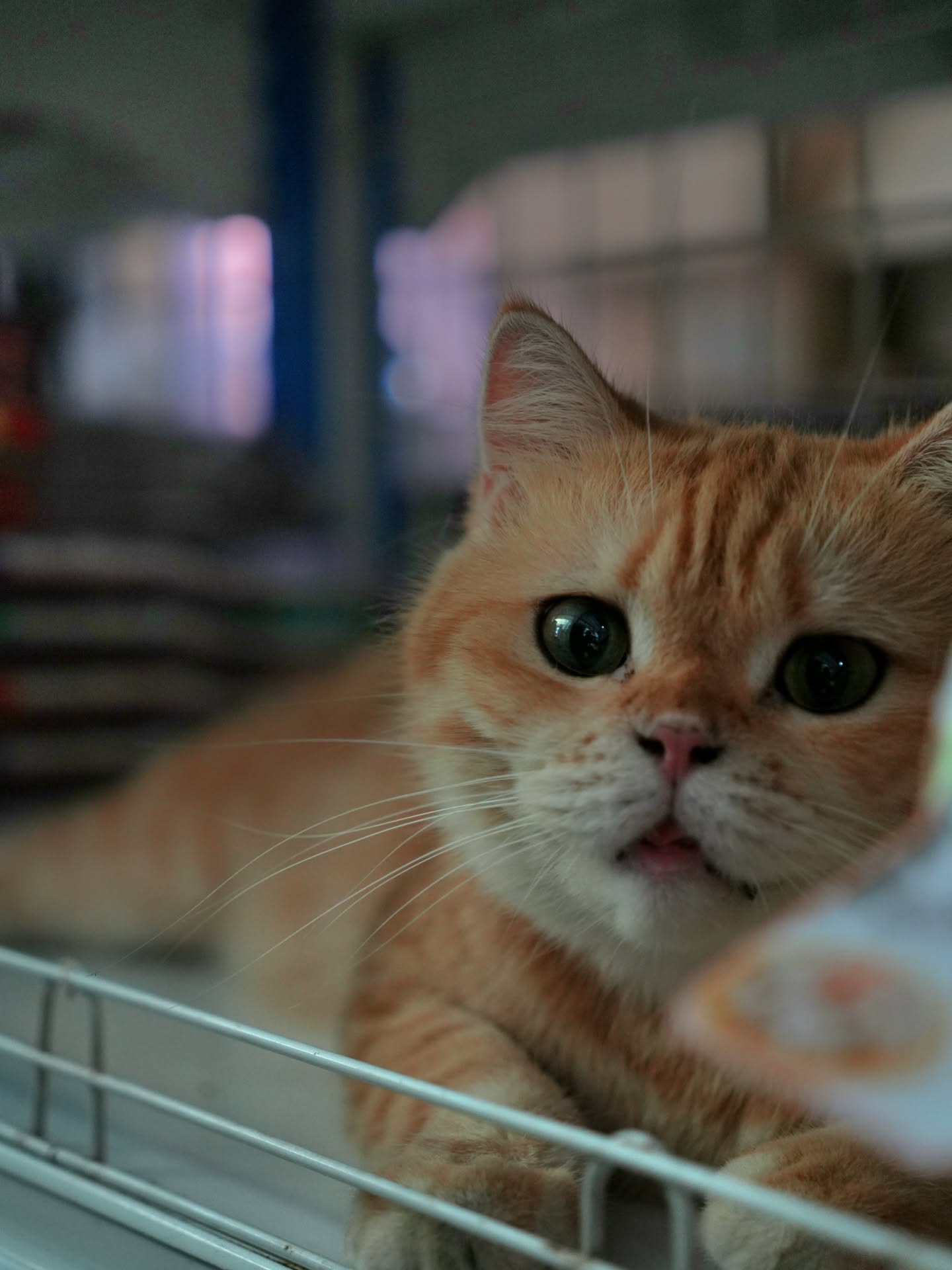 Meet the locals of Koh Tao ❤️